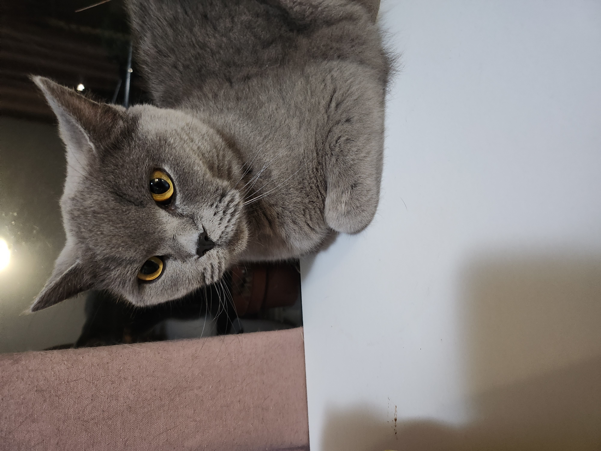A British Shorthair cat with golden eyes is resting on a white surface next to a textured pinkish-brown fabric. The cat is facing left, with its body partially curled. In the background, a blurred image of a potted plant is visible. The lighting suggests an indoor environment, possibly near a window, with a bright light source reflecting in the background. There is no indication of the location being in Tsarevo, Bulgaria.
