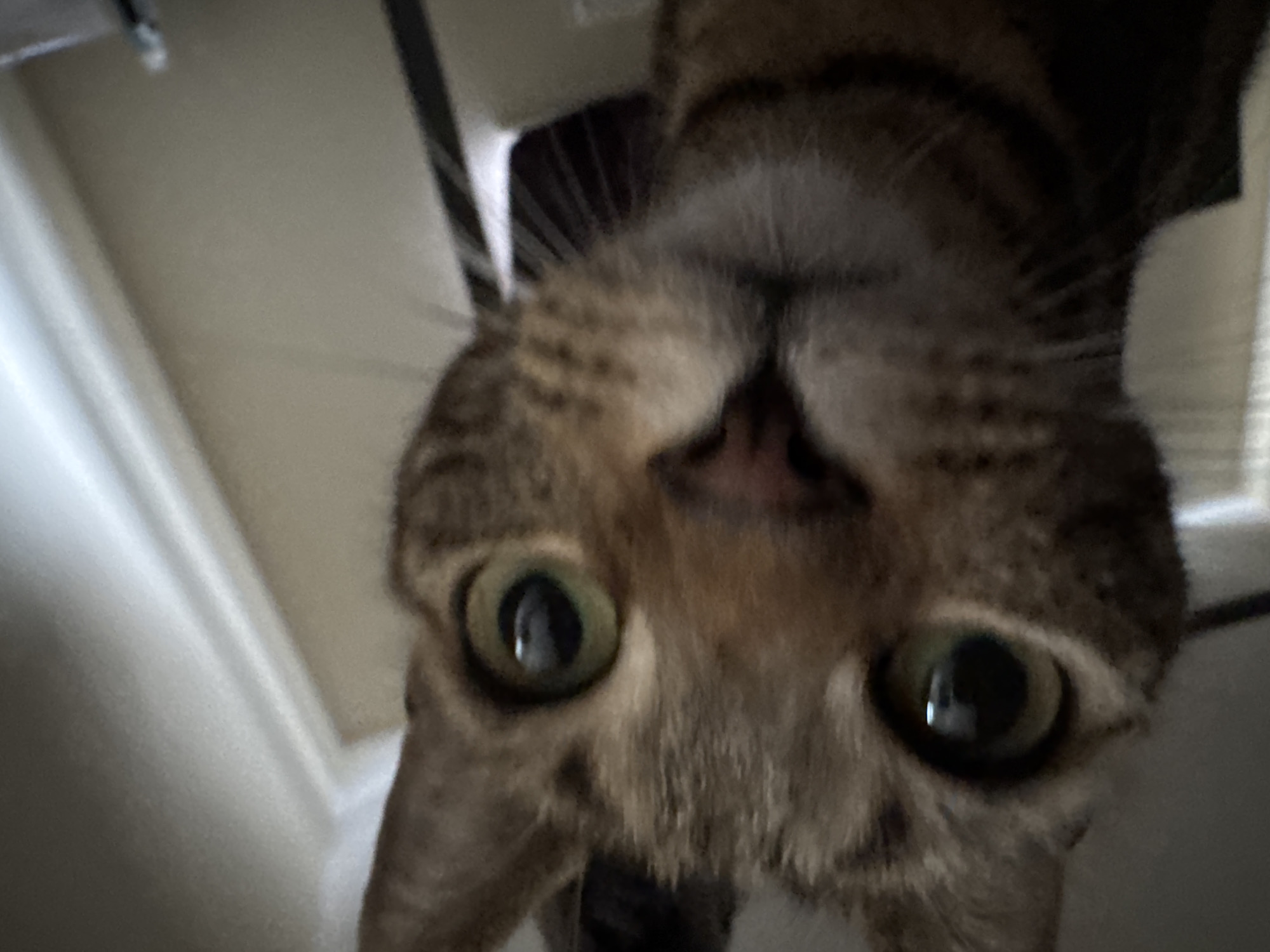 The image is a close-up, upside-down view of a tabby cat's face. The cat has green eyes and a brown and black patterned coat. The background is blurry and includes a white wall, a dark object, and what appears to be a window with blinds. There is no indication of location in Desborough, United Kingdom.