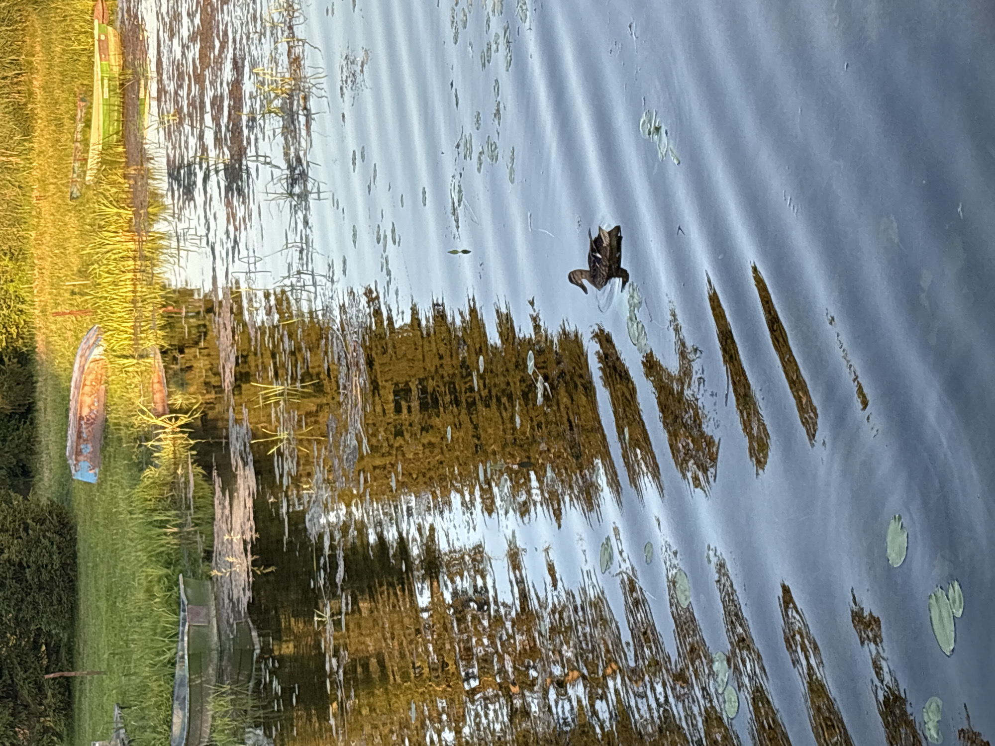 A mallard duck swims in a body of water, its reflection rippling on the surface. In the background, a grassy shoreline is lined with reeds and several boats, some overturned. The scene is illuminated by warm, golden light, suggesting either sunrise or sunset. The location is identified as Chikino, Russia.