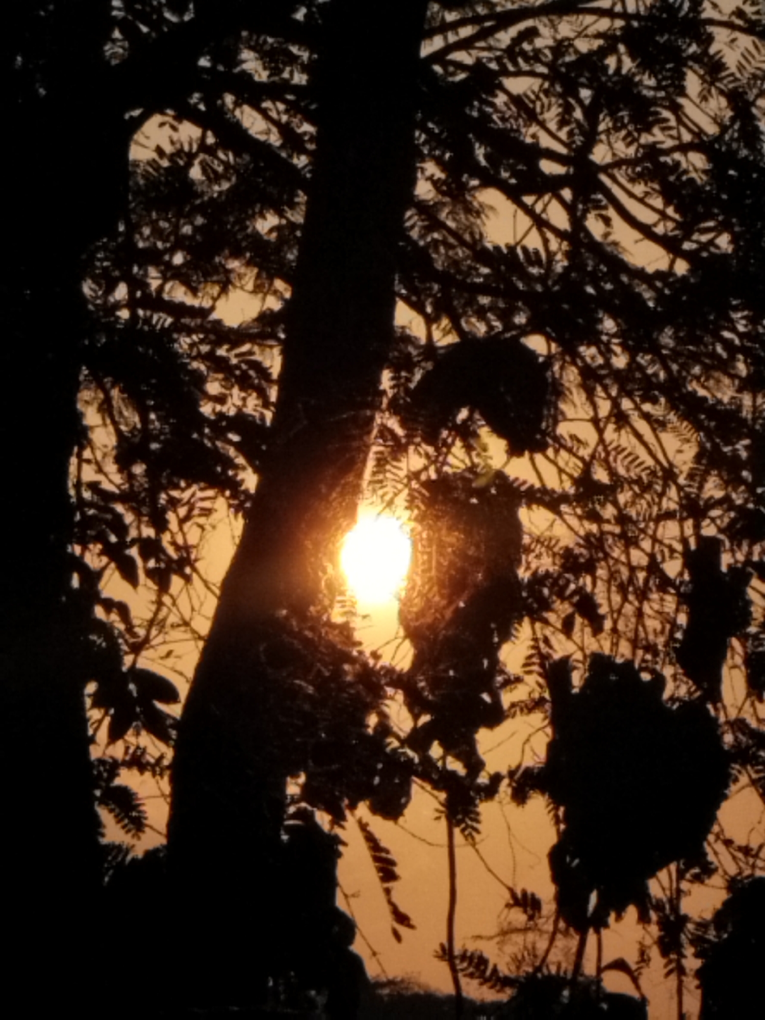An outdoor, low-light, silhouette image shows the sunset through tree branches. The sky is a warm orange color. The branches and leaves of several trees are visible in dark silhouette against the sunset. A bright orb, representing the sun, is partially obscured by a tree trunk and branches in the center of the image. There are no people or specific objects identifiable in the scene. The image captures a natural landscape.