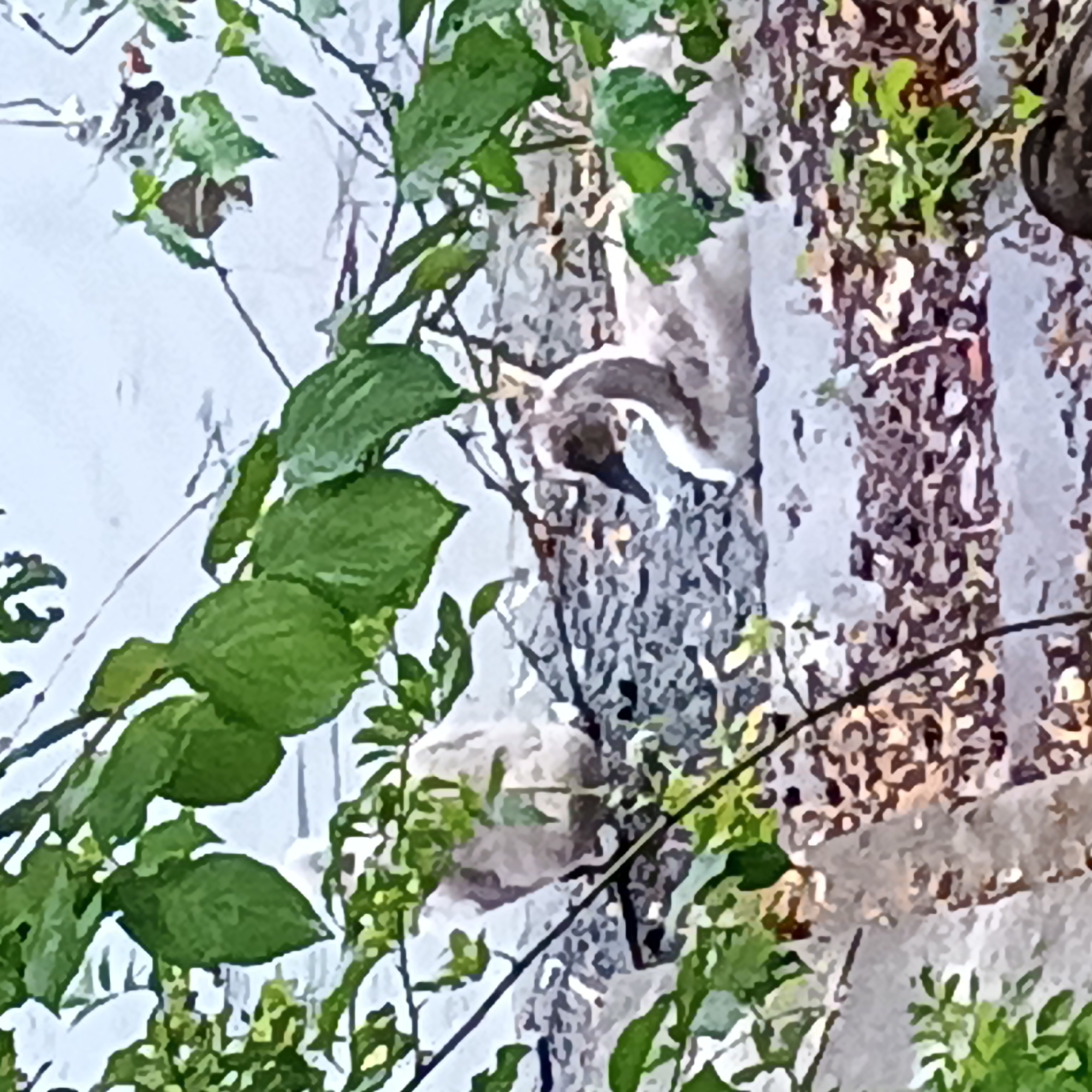 The image depicts a natural outdoor scene, possibly a park or wetland area, with two young swans situated on a rocky, debris-strewn bank. The foreground is dominated by lush green foliage, with leaves and branches obscuring parts of the frame. The swans are fluffy and grey, appearing to be of different ages. One swan is more prominent in the center-right of the image, its head turned to the right, with its beak slightly open. The other swan is to the left, appearing smaller and further back. The background shows a body of water and hints of a light-colored structure, possibly a fence or wall. The overall lighting suggests an overcast day. The image does not provide any specific geographical markers to pinpoint its location within Iserlohn, Germany.