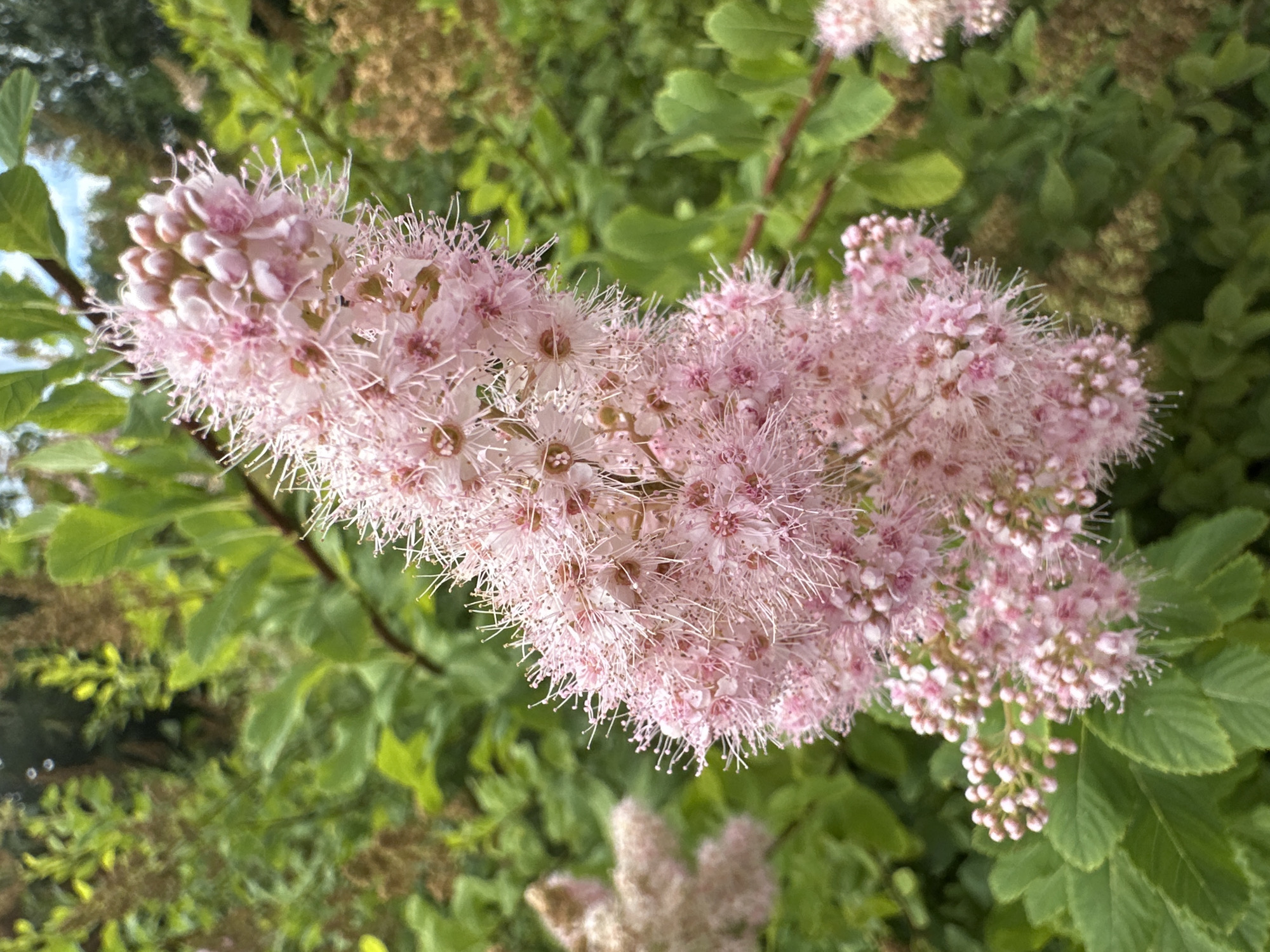 The image displays a close-up view of a cluster of pink flowers on a plant, with lush green foliage in the background. The flowers are delicate and appear feathery, with numerous thin stamens extending outwards. Some of the flowers are fully bloomed, while others are still in bud form. The background is softly blurred, creating a bokeh effect that draws attention to the foreground flowers. The scene appears to be outdoors, likely in a garden or natural setting, given the abundant greenery. The lighting suggests it is daytime, possibly overcast or in a shaded area, as there are no harsh shadows. The overall impression is one of natural beauty and tranquility.