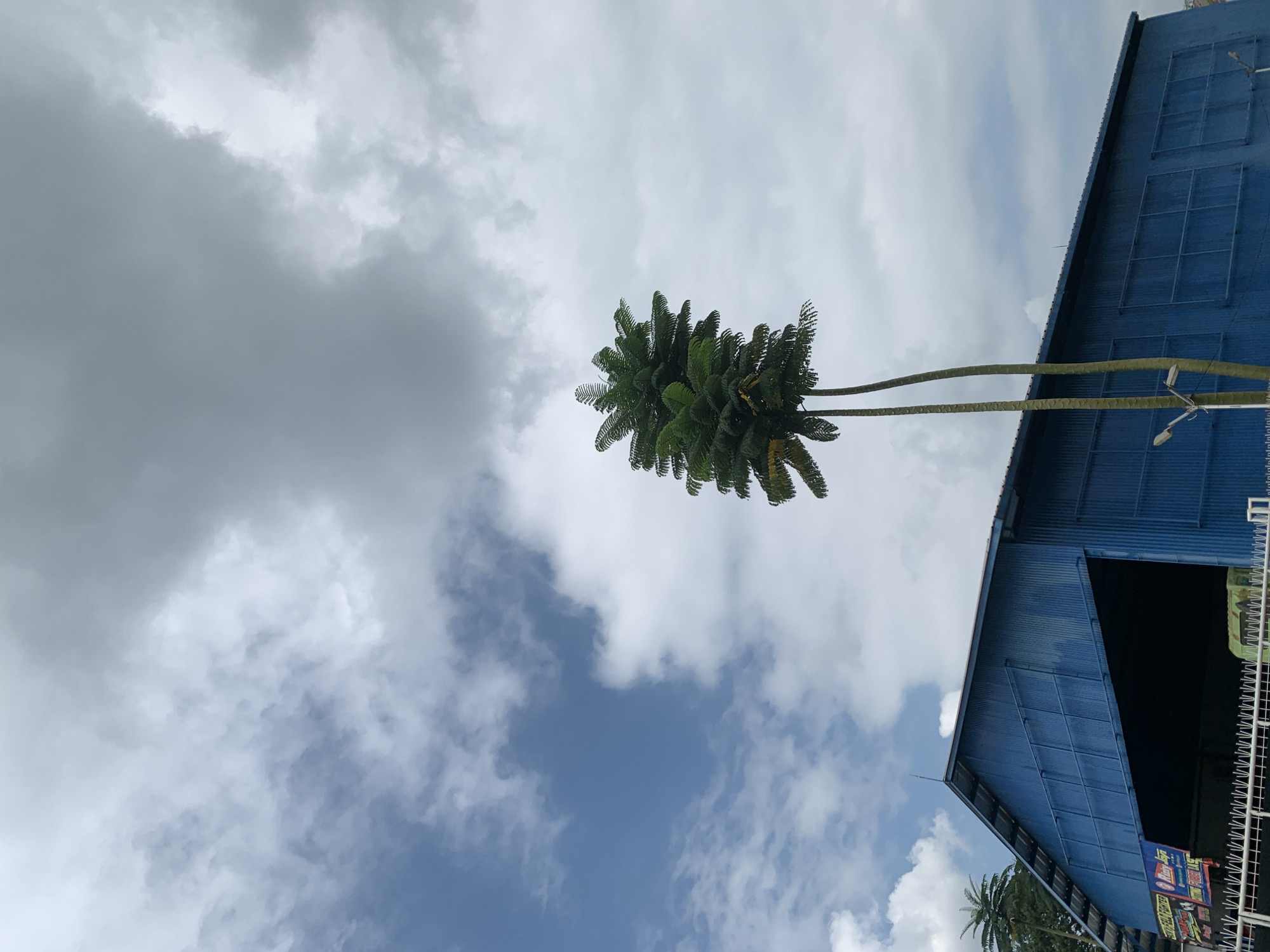 In Ciamis, Indonesia, a blue corrugated metal warehouse with an open bay faces a cloudy sky. Two tall, slender palm trees with dense, feathery fronds stand in front of the warehouse. The warehouse has a pitched roof and several rectangular window-like structures on its side. A white fence runs along the foreground, and a few signs are visible on the left side of the warehouse entrance. Streetlights are mounted on poles near the trees. The sky is a mix of blue patches and large, dramatic clouds, suggesting a partly cloudy or overcast day.