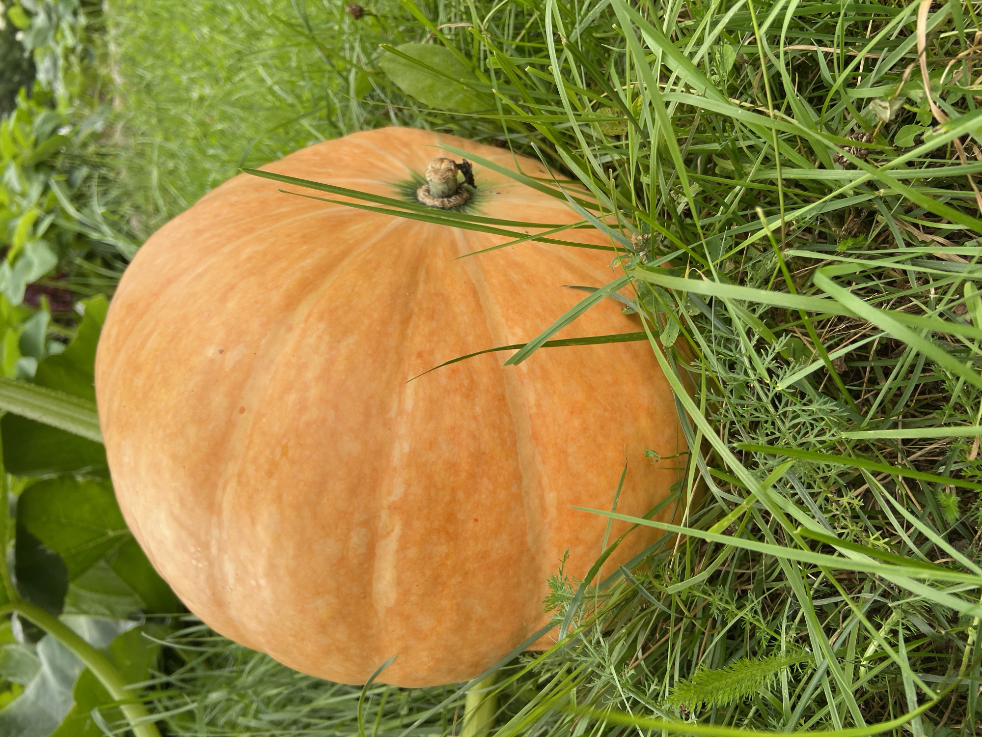 A large, ripe orange pumpkin rests on the green grass of a garden in Зимородок Днп, Russia. The pumpkin is round and smooth with faint ribbing. Its stem is thick and woody, emerging from the top. Surrounding the pumpkin is lush, uncut grass, with some plant leaves visible in the background. The scene appears to be a natural outdoor setting, likely a backyard or a small farm.