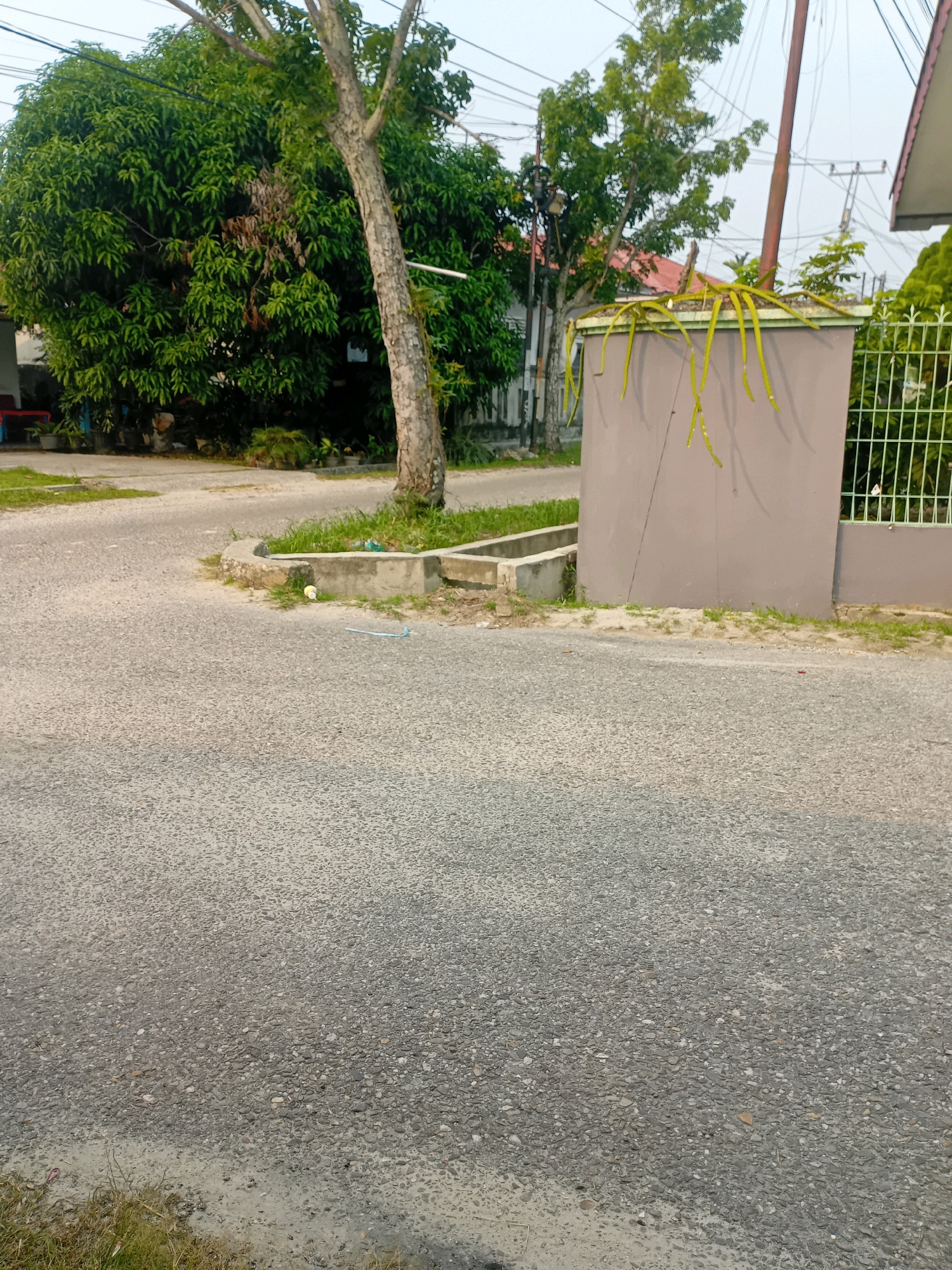 In Pekanbaru, Indonesia, a paved road curves gently, bordered by a low concrete curb and a patch of grass. To the left, a large, leafy green tree dominates the scene, its branches reaching out over the roadway. Behind the tree, the corner of a building is visible, along with more greenery and potted plants.
To the right of the road, a rectangular, grey structure stands, topped with a cluster of long, green, plant stems that hang down. A white metal fence runs along the right edge of this structure, and beyond it, more trees and buildings can be seen. Electrical wires crisscross the sky, supported by poles, indicating an urban or suburban setting. The road surface is a mix of grey asphalt with visible aggregate. A small, white cup and a piece of blue plastic are visible on the grass near the curb. The overall lighting suggests it is daytime, with a slightly overcast sky. No people are present in the image.