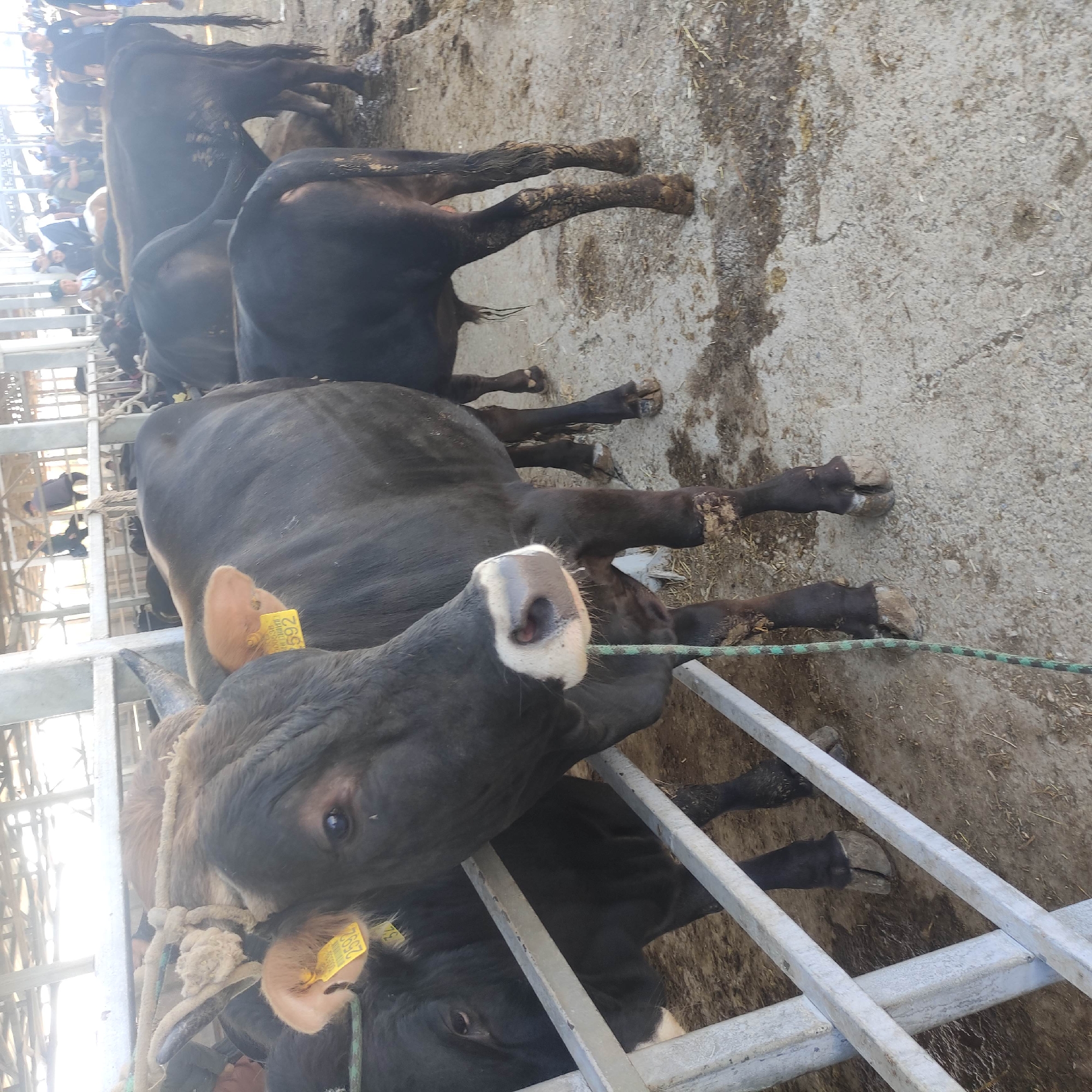 The image depicts a livestock market in Kara-Bulak, Kyrgyzstan, with a focus on several black cows enclosed in metal pens. The foreground features the head and part of the body of a black cow with a yellow tag on its ear displaying the number "2592". The cow's nose is partially visible, showing a white marking. Another black cow is partially visible behind it. In the background, more black cows and a few lighter-colored cattle are visible, along with people. The ground appears to be dirt and concrete, with some scattered straw and mud. The overall environment suggests an outdoor or semi-covered market setting with visible structural elements of a building overhead.