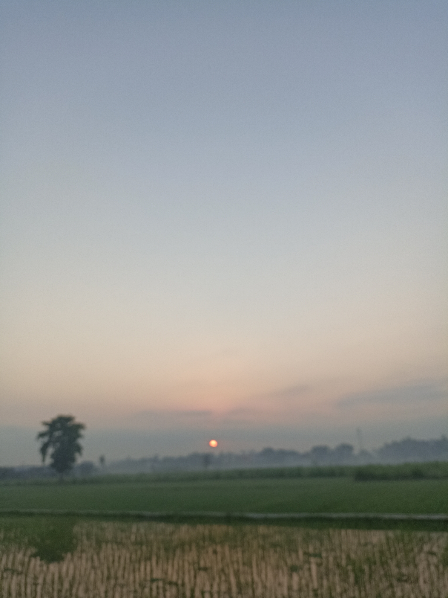 The image depicts a landscape scene at what appears to be dawn or dusk. In the foreground, there is a field with textured rows, possibly indicating cultivated land. Behind this, a vibrant green field stretches across the middle ground. On the left side of the middle ground, a solitary tree stands with its branches spread. Further in the distance, a faint treeline is visible, shrouded in a light mist or haze. The sky is a gradient of soft blues and oranges, with the sun, a small, bright orange circle, positioned in the middle-right horizon. The overall image is slightly out of focus, giving it a soft, atmospheric quality. The location is identified as Sumberejo, Indonesia. There are no people or animals visible in the image.