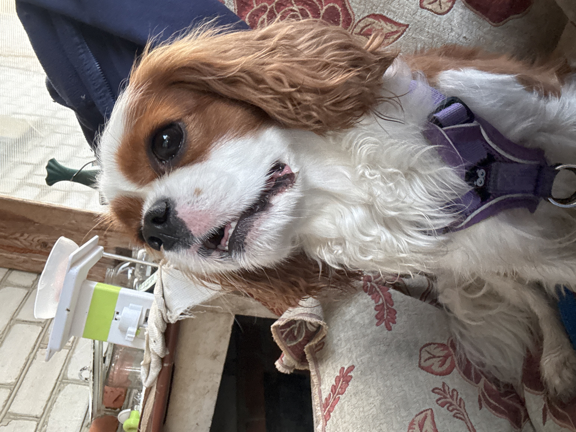 An upper body, close-up shot shows a Cavalier King Charles Spaniel with tan and white fur. The dog wears a purple harness. The dog is looking up and to the right, with its mouth slightly open. It is sitting on a sofa with a red floral pattern. In the background, to the left, a white and green food slicer is visible on a table. The environment appears to be an indoor setting.
