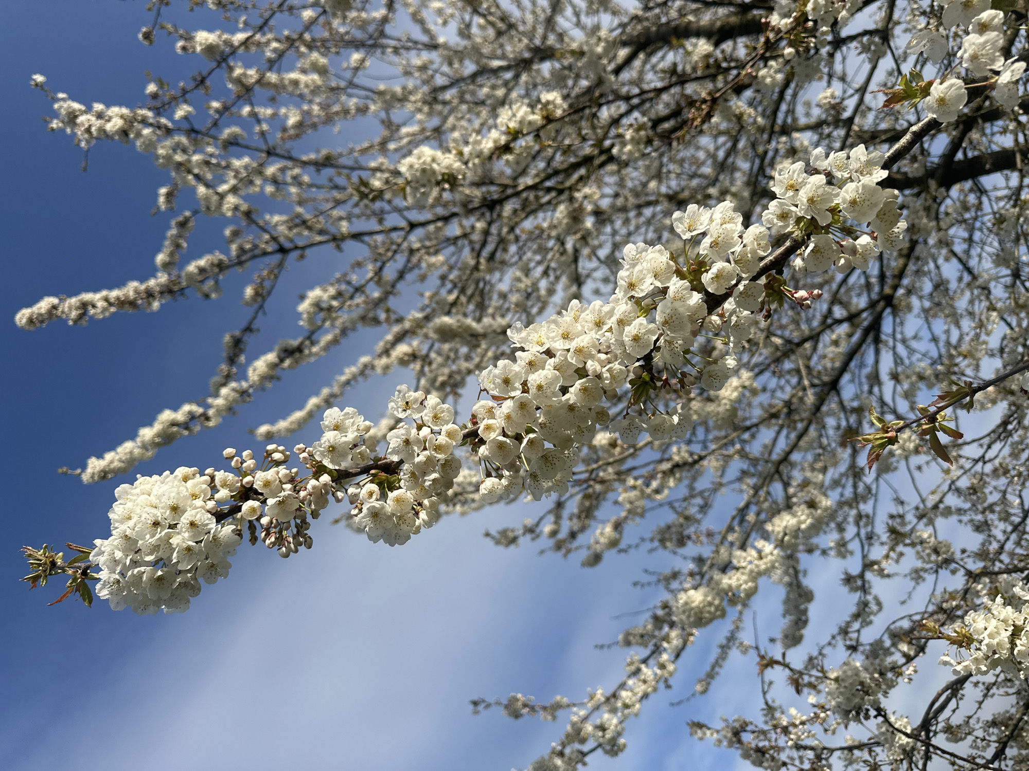 A low-angle shot depicts a branch of a tree in full bloom against a blue sky streaked with light clouds. The blossoms are densely clustered and white, contrasting with the dark color of the tree's branches. New green leaves are visible at the end of the main branch. Other branches extend in different directions. There is no indication of location.