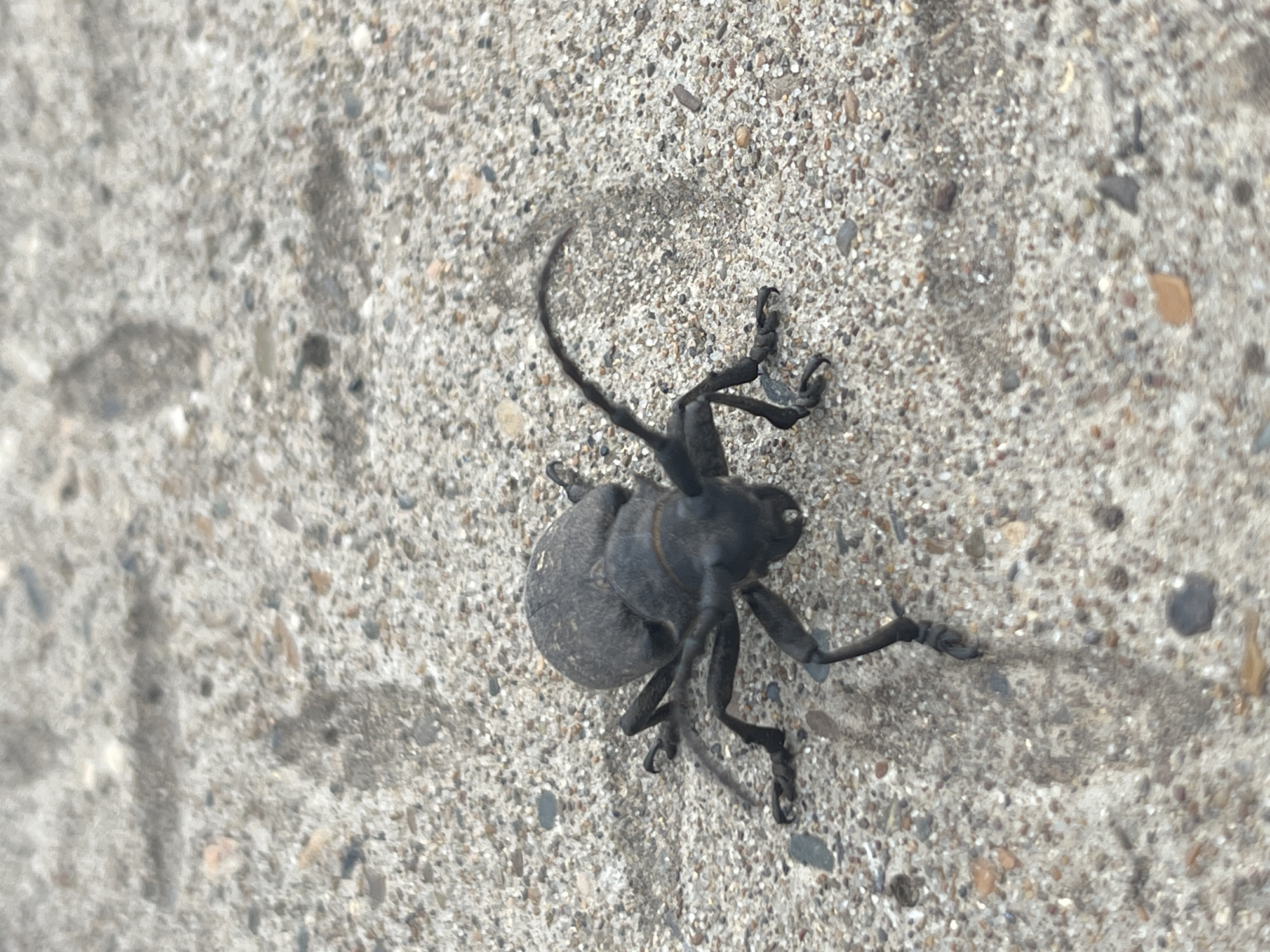 A dark-colored beetle with long antennae is positioned on a speckled gray concrete surface. The beetle's body is oval-shaped, and it has six visible legs, with its front legs bent. The concrete has a texture of small pebbles and appears to be an outdoor surface. The lighting suggests it is daytime. There are no other discernible objects or individuals in the frame.