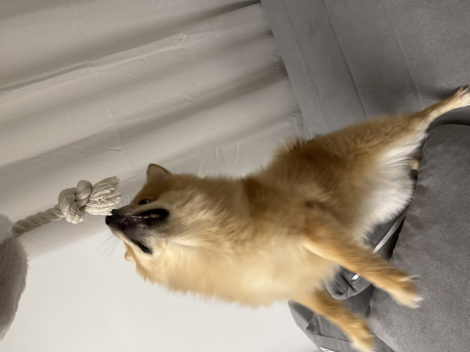An indoor scene features a light-brown Pomeranian dog captured in mid-action, appearing to jump or stand on its hind legs on a grey upholstered sofa. The dog's mouth is open, revealing visible teeth, as it gazes upwards and extends towards a white or off-white knotted rope toy suspended from an unseen point above the frame. The rope is attached to a fuzzy, light-colored object, possibly part of a pet scratching post or play structure, partially visible in the upper left corner. The background consists of a light-colored, vertically folded curtain or drape. Motion blur is evident on the dog's legs and lower body, consistent with dynamic movement. The specific location within the city of Sofia, Bulgaria, cannot be determined from the visual information presented in the image.