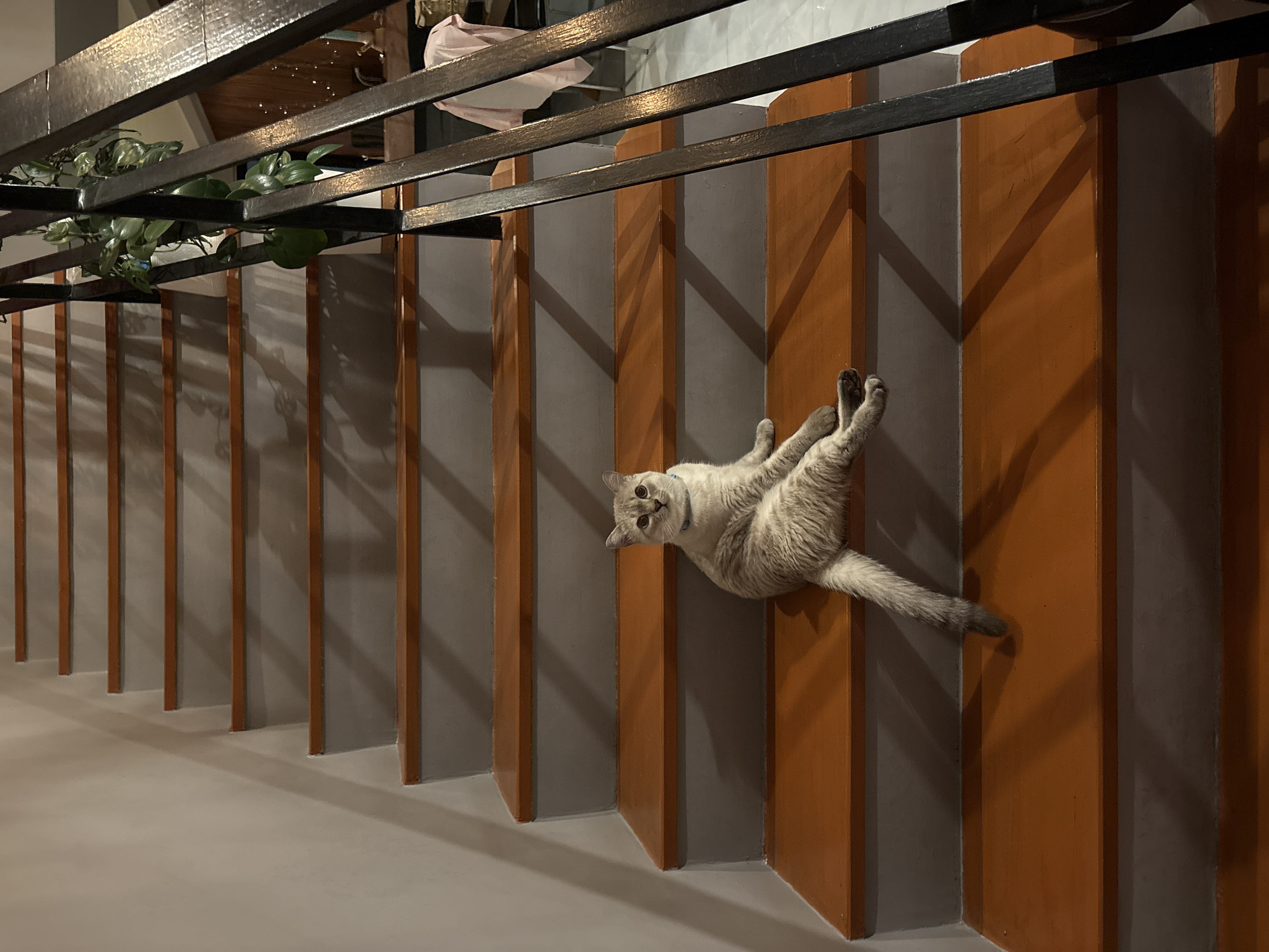 An indoor image shows a gray cat sitting on wooden stairs. The cat is light gray with darker gray markings and is wearing a blue collar. It is positioned on the fourth step from the bottom, facing forward with its front paws extended. The stairs are made of dark wood treads with gray risers. To the right of the stairs, a dark metal railing is visible, with a hanging plant draped over it. The background wall is a light neutral color. The scene is illuminated by overhead lighting, casting shadows on the stairs.