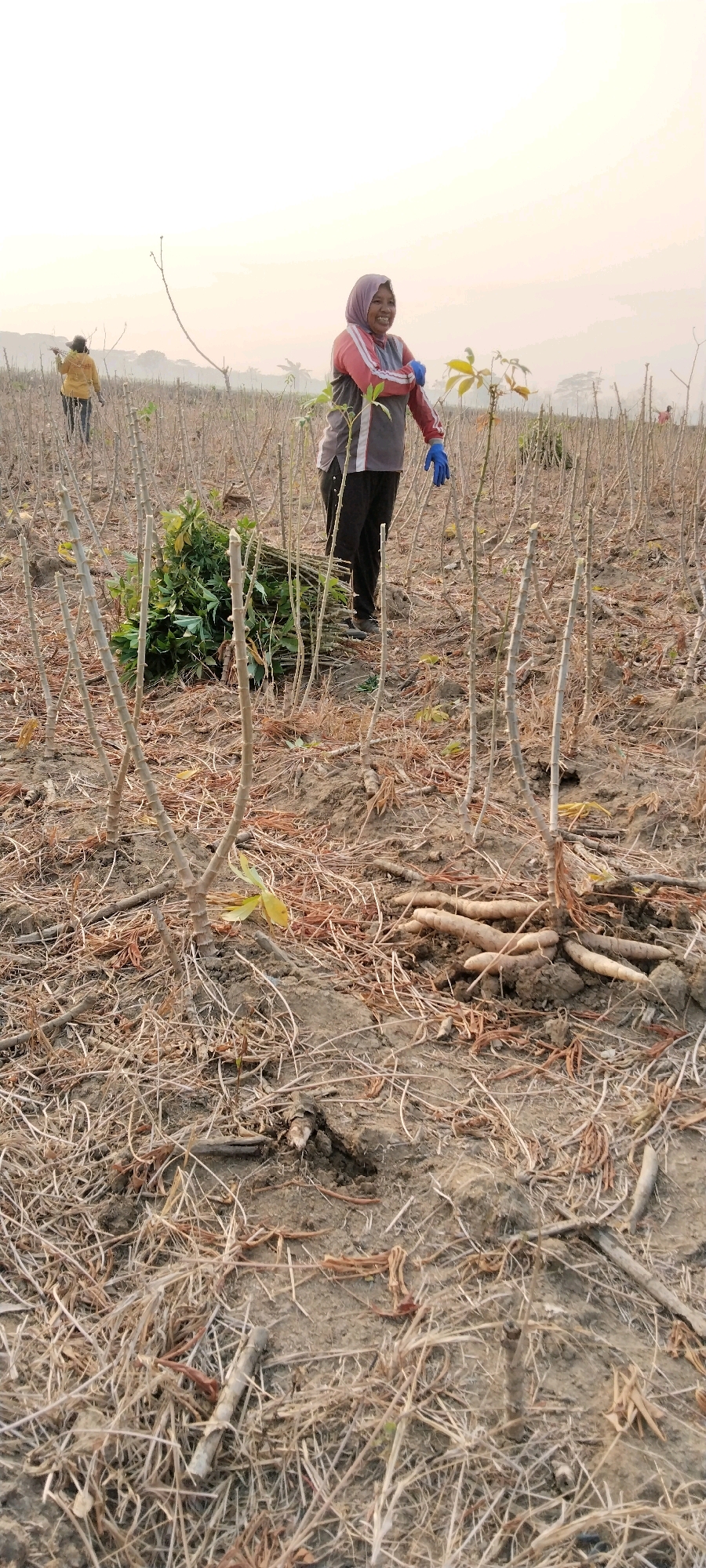 In a cassava field in Tanjung Ratu Ilir, Indonesia, a woman wearing a pink and gray shirt, black pants, and blue gloves is harvesting cassava. She is smiling and appears to be in the process of pulling up cassava roots. To her left, another person in a yellow shirt is also working in the field, carrying a bundle of cassava stalks. The ground is covered with dry vegetation and cassava stalks from previous harvests. In the background, more cassava plants and distant hills are visible under a bright, hazy sky. Several cassava roots are exposed on the ground near the woman.