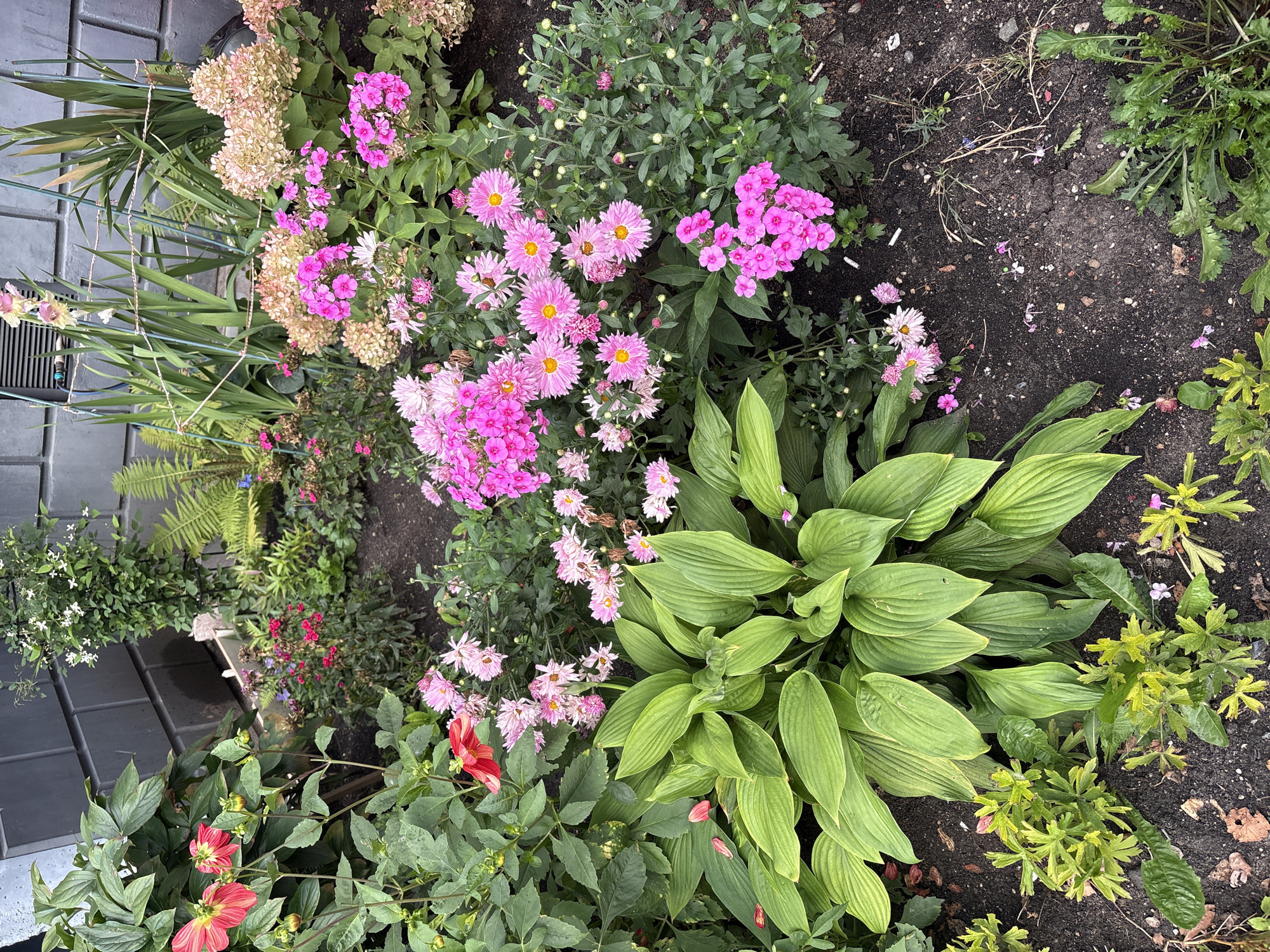 This image depicts a flower bed located in Zapadny, Russia, likely in an urban setting given the presence of a grey, textured building wall in the background. The flower bed is densely planted with a variety of blooming plants in shades of pink, red, and cream, along with lush green foliage. Prominently featured are large, bright pink chrysanthemum-like flowers with yellow centers, smaller clusters of pink phlox, and large, deep pink dahlias. Interspersed are delicate white and pink aster-like flowers. In the foreground, a large hosta plant with broad, ribbed green leaves dominates the lower left section. Other greenery includes ferns and smaller, lighter green leafy plants. The ground beneath the plants is dark soil, with scattered dry leaves and some debris, including what appear to be cigarette butts. The overall impression is of a well-maintained but somewhat wild-looking garden in bloom. There are no people visible in the image.