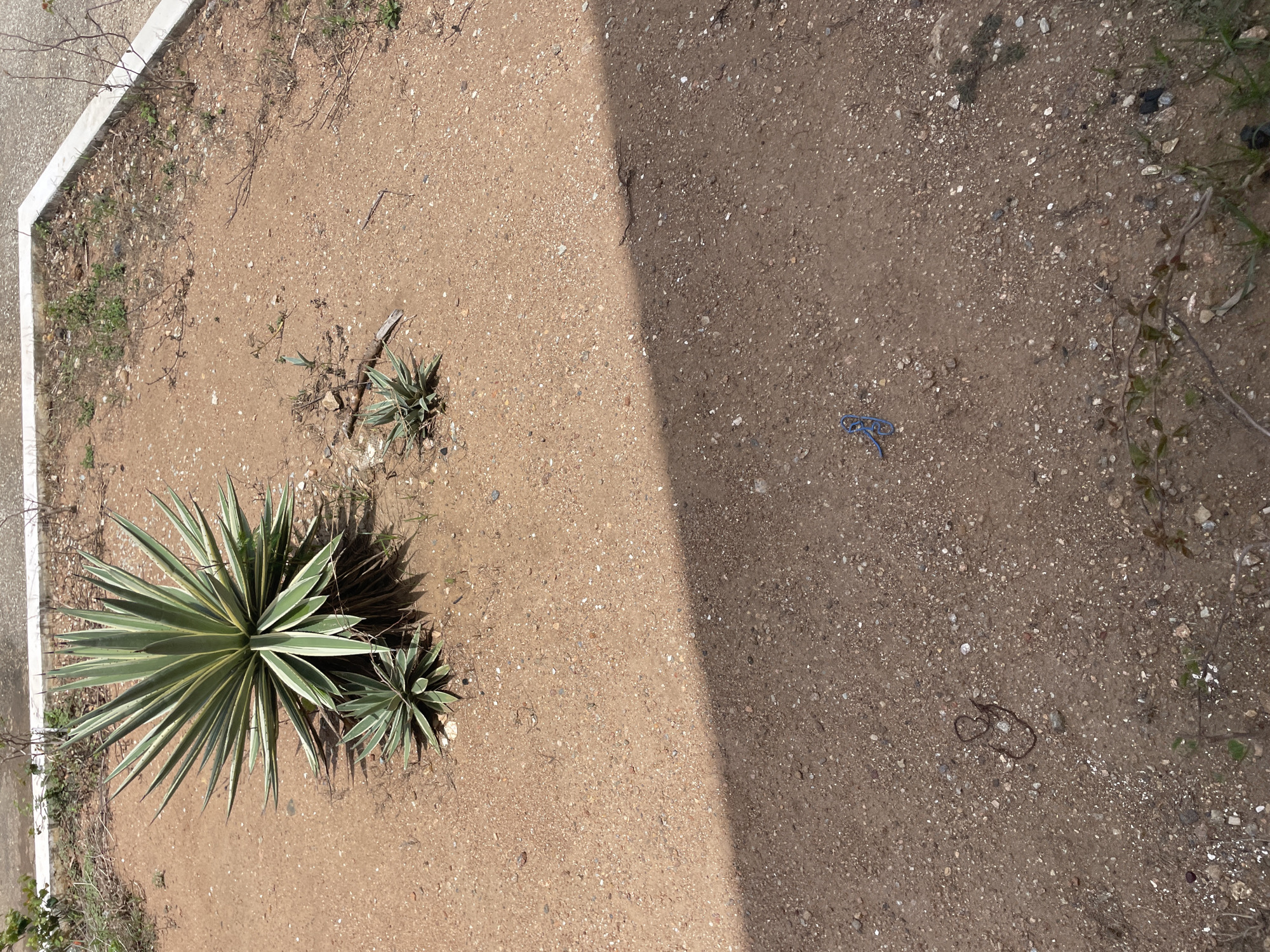 The image depicts an outdoor scene in El Valle del Espíritu Santo, Venezuela, featuring a patch of dry, sandy soil with scattered pebbles and sparse vegetation. In the upper portion of the frame, a large agave plant with sharp, spiky leaves, variegated with green and yellow, dominates the scene, accompanied by two smaller agave pups. The ground is predominantly reddish-brown soil. A distinct shadow, cast by an unseen object, divides the image diagonally, with the lower half appearing darker. On the ground in the lower right quadrant, a small, bright blue object, possibly a piece of plastic or a toy, is visible. Further to the left, a dark, coiled object, resembling a thin string or wire, lies on the soil. The environment appears arid and sun-drenched, with a concrete border visible along the top edge of the frame.