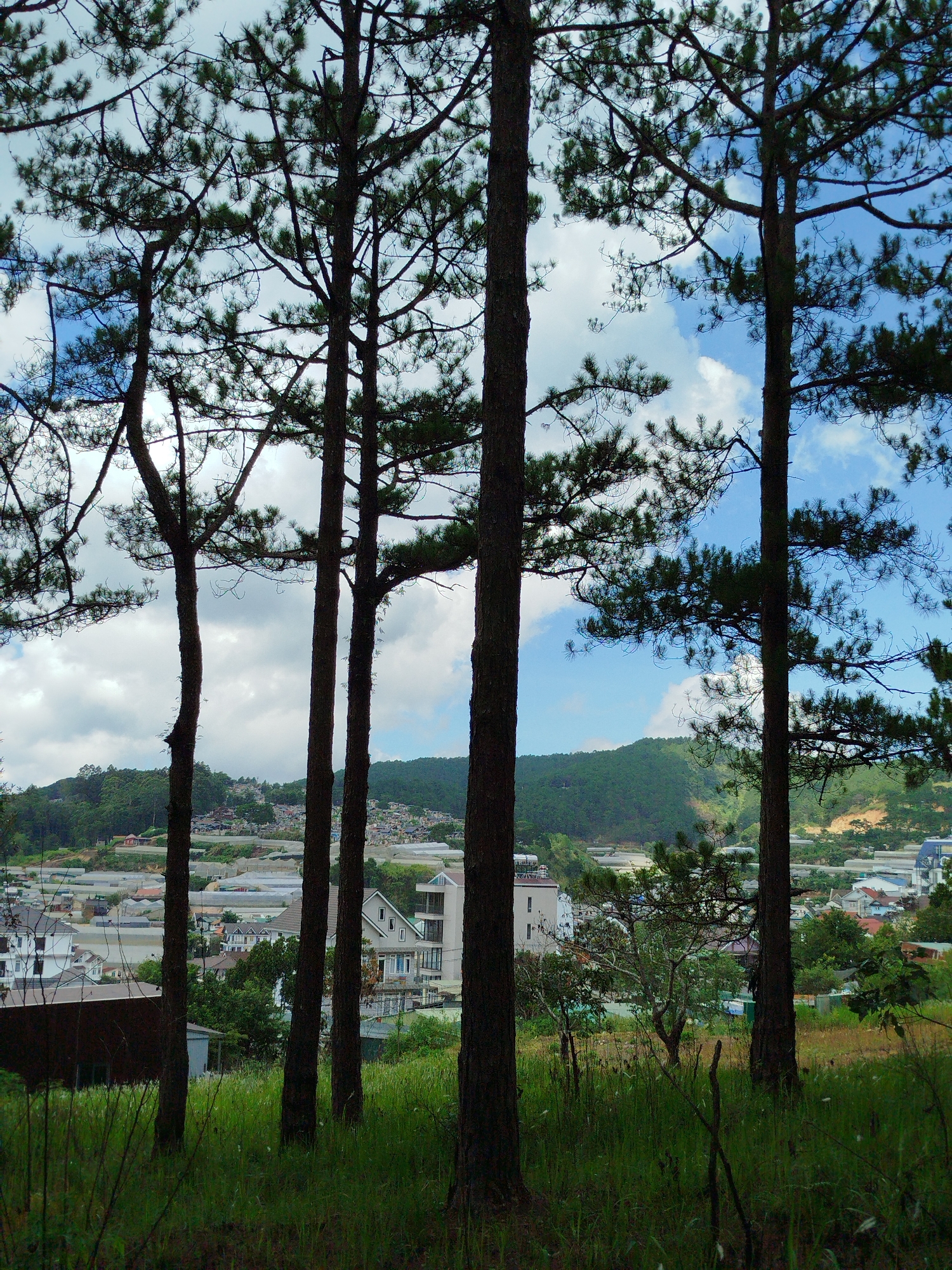 The image depicts a view through a stand of pine trees, looking down upon a portion of the city of Da Lat, Vietnam, specifically the Cam Ly ward area. The foreground is composed of tall grass and the base of the pine trees, which obscure the view of the buildings. The city below features dense clusters of low-rise buildings, and numerous greenhouses, indicating agricultural activity is prevalent in the area. In the distance, a green hillside rises. The sky is blue with scattered clouds, visible through the branches of the pine trees.