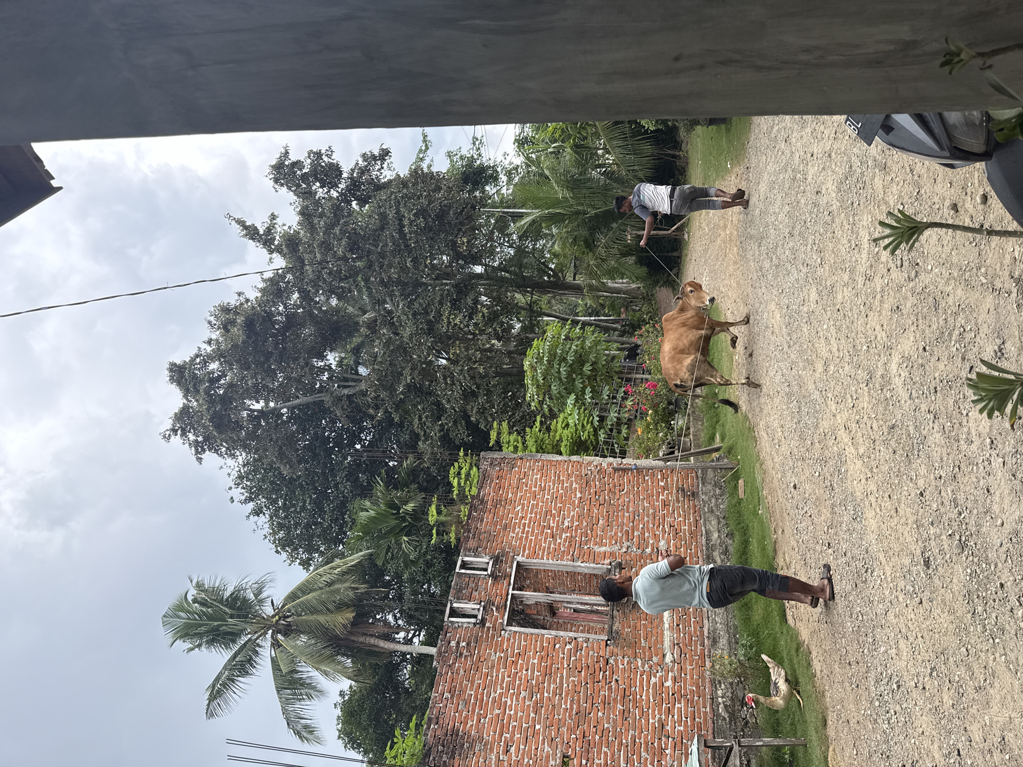 In Babahjurong, Indonesia, an outdoor scene unfolds with a dirt road leading past a partially constructed or dilapidated brick building. Two men are present. In the foreground, on the left, a man stands facing away from the camera, near the brick structure, which has exposed window frames and unfinished brickwork. To the right of this man, on the grass, a duck with speckled plumage is facing left. Further down the road, a second man is walking away from the camera, leading a light brown cow by a rope. The cow is positioned in the center of the road. The background is filled with lush green trees, including palm trees, under a cloudy sky. The overall setting suggests a rural or semi-rural environment.