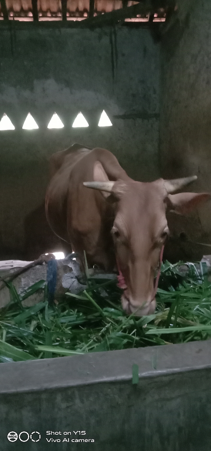 An image captured in Ranugedang, Indonesia, depicts a brown domestic bovine, specifically a cow, standing and actively consuming green fodder from a low, dark-colored feeding trough. The cow, positioned centrally, has visible horns and a pink-colored halter or rope around its snout area. No individuals are present or interacting with the animal. The environment appears to be an indoor stable or barn, characterized by rough, grey concrete walls. High on the rear wall, a row of five illuminated triangular openings serves as a ventilation or light source. Above these openings, exposed wooden roof rafters and reddish-brown roof tiles are visible. A blue rope or fabric is tied to a concrete structure behind the cow's head. The scene is dimly lit, with the most significant light originating from the triangular wall openings. A digital watermark "Shot on Y15 Vivo AI camera" is present in the lower left corner.