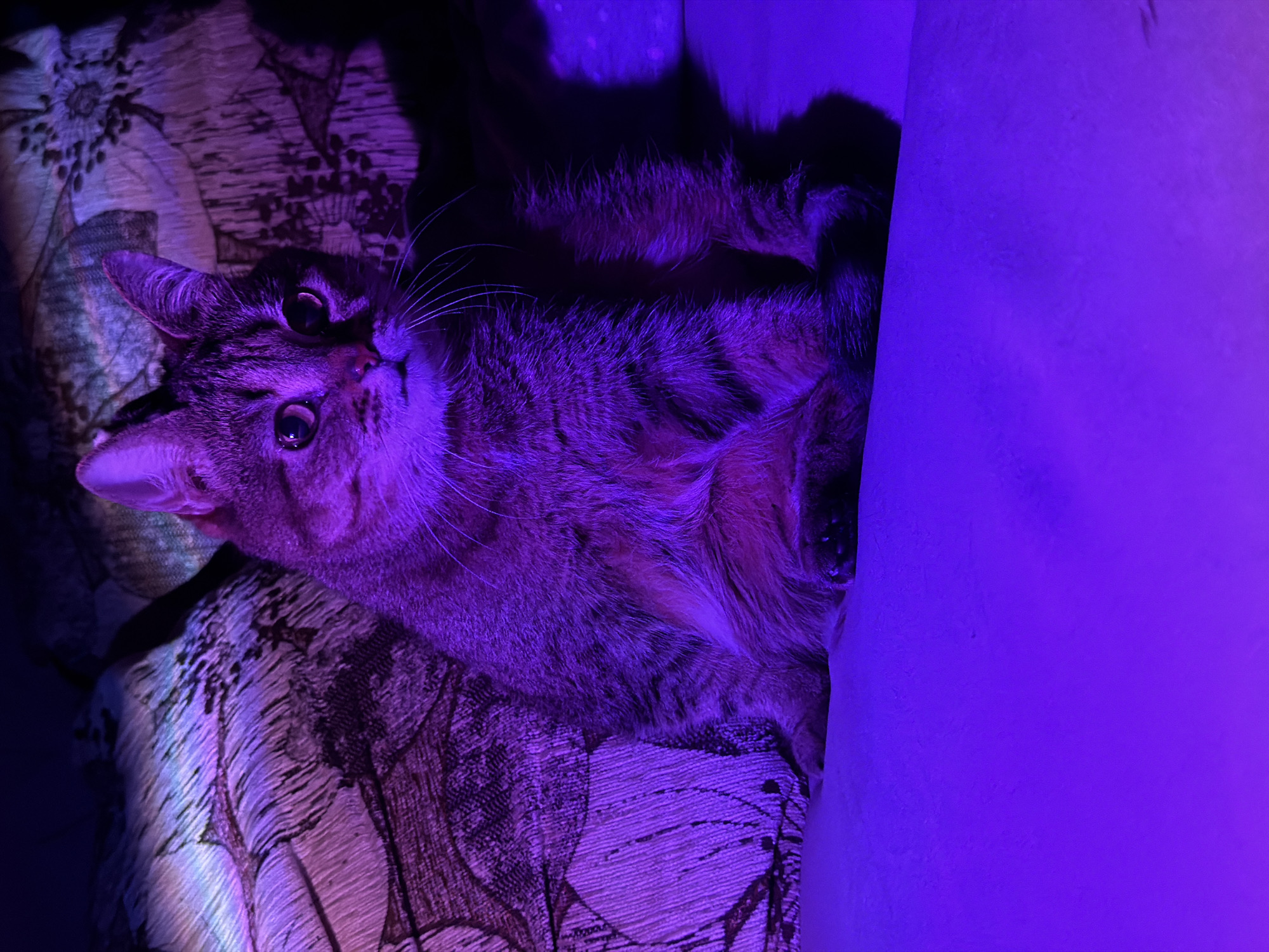 This medium shot, taken in Chaikovsky, Russia, features a domestic tabby cat lying on its back or side, looking upwards with wide, alert eyes. The entire scene is bathed in a vibrant purple light, giving the image a surreal and moody ambiance. The cat's striped fur appears in shades of purple and dark grey due to the strong illumination, and its eyes reflect the intense light. Its front paws are tucked towards its chest, and its belly is partially exposed.
The cat is resting on a patterned fabric surface, likely an upholstered sofa or chair, which features a floral or leafy design. To the right of the cat, a plain, solid surface, possibly a wall, is also intensely lit with the same purple light, creating a strong contrast with the patterned fabric. The consistent purple lighting suggests an indoor setting, perhaps at night or in a dimly lit room with atmospheric lighting. There is no visible text in the image. The cat's expression is one of curiosity and engagement.