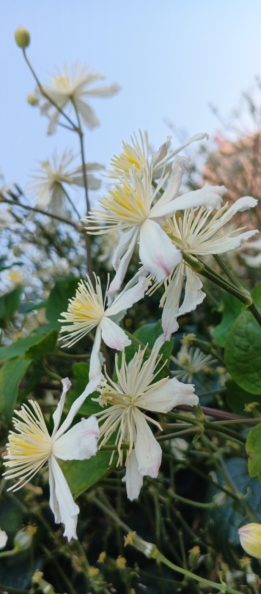 In Smila, Ukraine, a close-up, low-angle shot captures a cluster of white clematis flowers against a soft blue sky. The blooms, characterized by delicate white petals and prominent yellow stamens, are the primary subjects. One flower in the foreground is in sharp focus, its petals slightly curled and tinged with pink at the edges. Behind it, other flowers are visible, some in sharp focus, others blurred, creating a sense of depth. Green leaves and winding stems form a natural backdrop, interspersed with smaller, unfocused flower buds. The overall lighting suggests a clear, possibly late afternoon sky.