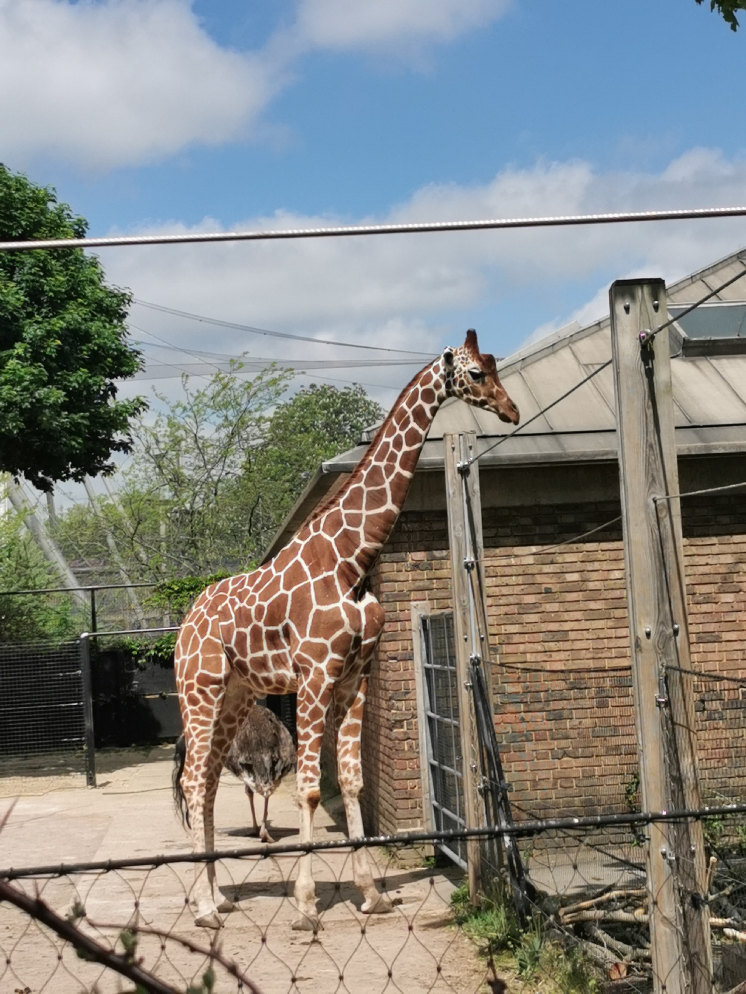 A giraffe stands in a fenced enclosure at the Unknown Zoo in Unknown. The giraffe, with brown and white spots, has an ostrich behind it. A brick building is behind the giraffe. In the foreground is a metal fence. The sky is blue and partly cloudy. There are trees to the left and center of the image. There is a horizontal wire above the giraffe.