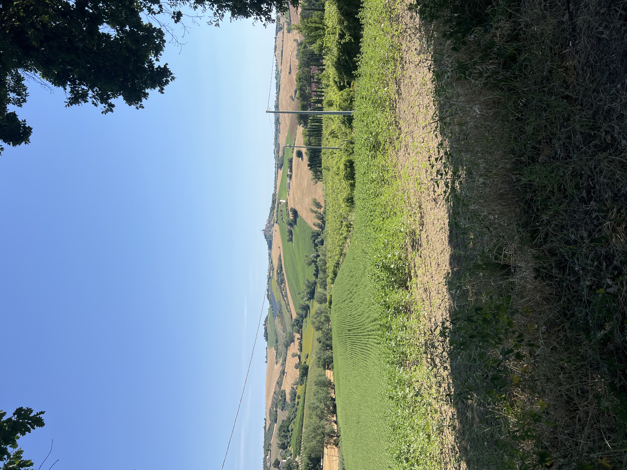 The image shows a picturesque landscape in Barbara, Italy, under a clear blue sky. In the foreground, a field of young green plants stretches across the frame, casting long shadows from the bright sunlight. Beyond this field, rolling hills are covered with a patchwork of agricultural fields in various stages of growth and harvest, with shades of green and golden-brown. A few scattered trees and a small cluster of buildings dot the landscape in the middle ground. In the far distance, a town or village is visible perched on a hilltop, with a church spire or tower rising above the other structures. The scene is framed by the dark green leaves of trees on the right and upper left edges of the image. Utility poles and wires are subtly present, indicating some level of infrastructure in the rural setting. The overall impression is one of peaceful rural Italian countryside bathed in warm sunlight.