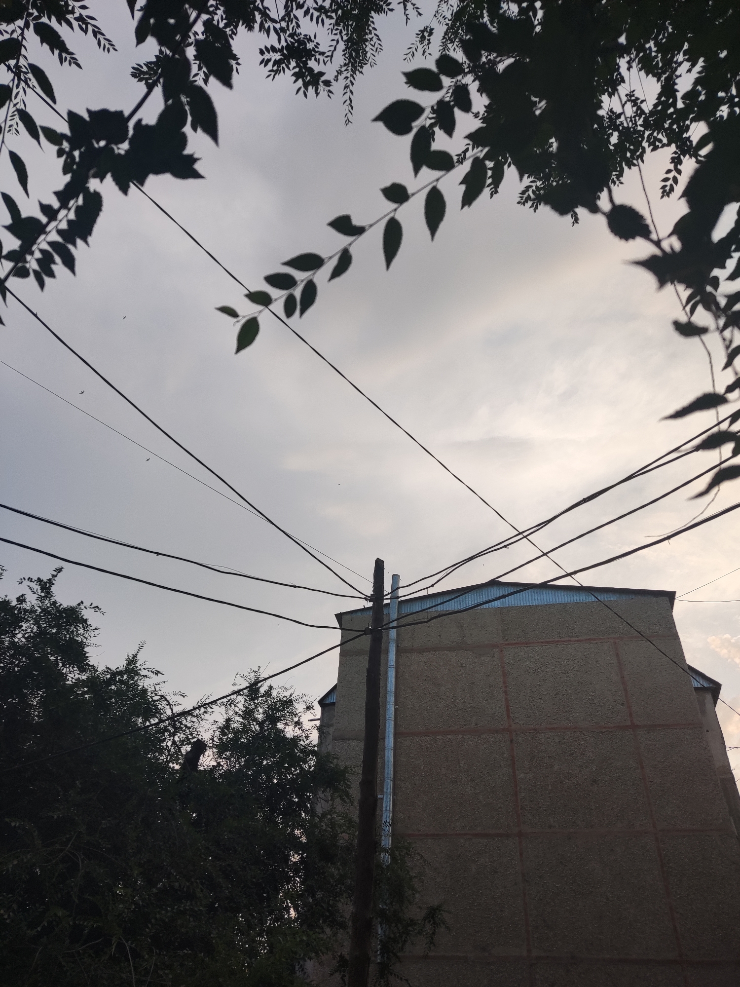 The image depicts an outdoor scene with a building, trees, power lines, and a cloudy sky. The building, a multi-story structure with a light-colored, textured facade divided into square sections by darker lines, is partially visible on the right side of the frame. It has a metal roof. Silhouettes of tree branches and leaves frame the top and left of the image, suggesting the time of day might be either early morning or late afternoon, as the light is soft and diffused. Several power lines crisscross the sky, with a wooden utility pole visible to the left of the building. The sky is overcast, with a pale, grayish-blue hue, and a few small, dark specks that could be birds are present. The overall mood is calm and somewhat subdued, characteristic of a cloudy day. There is no visible text in the image. The scene appears to be set in an urban or semi-urban environment, given the presence of the building and power lines.