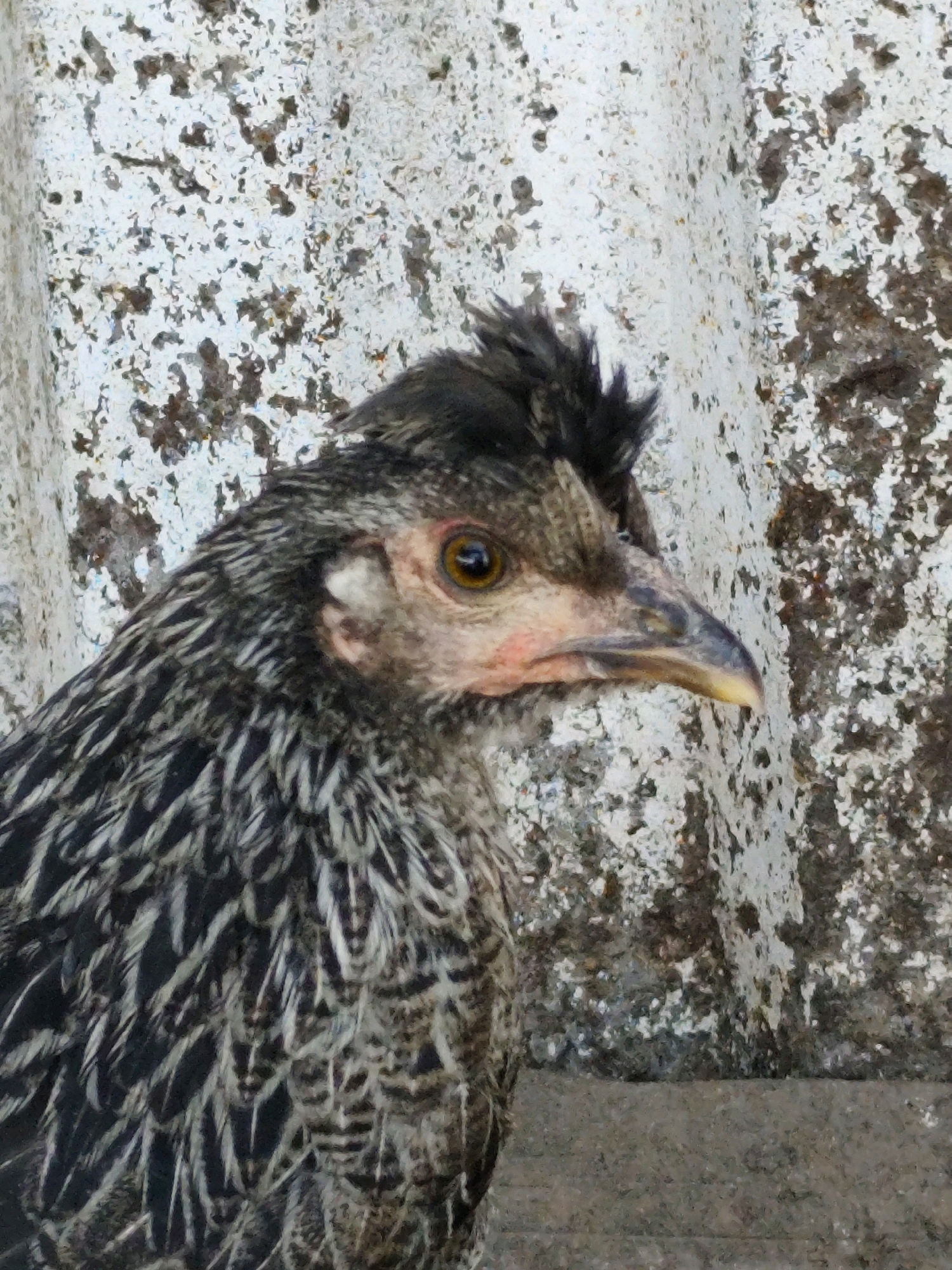 A chicken with black and white mottled feathers is shown in profile, facing right, against a textured, white, and gray background. The chicken has a brown eye, a pinkish comb and wattle, and a gray beak. The background appears to be a corrugated metal or concrete wall, possibly weathered and stained. The foreground shows a rough, gray surface that could be ground or a low wall. The image is a close-up shot, focusing on the chicken's head and upper body. There is no indication of the location being Balqaş, Kazakhstan.