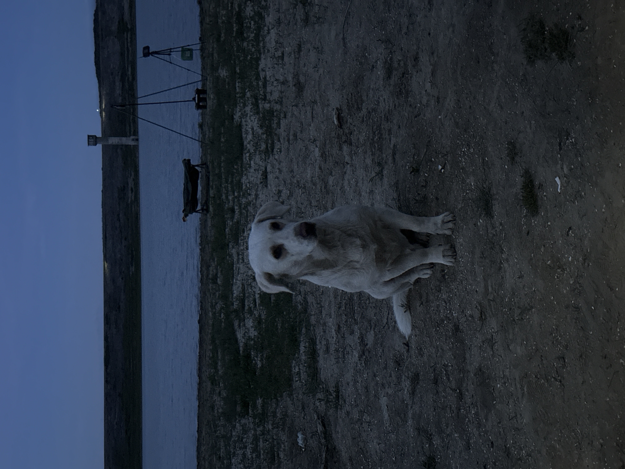 The photograph shows a white dog sitting on sandy ground, likely near a shoreline, with water and a landscape visible in the background. The scene appears to be at dusk or night, given the darkness. The image may have been taken near Trastikovo, Bulgaria, as the water and land indicate a possible lake or reservoir environment, in the style of a forensic photograph. Visible in the background are metal structures, possibly related to fishing equipment, a concrete or metal tower and a shoreline landscape, indicating a rural or suburban environment.