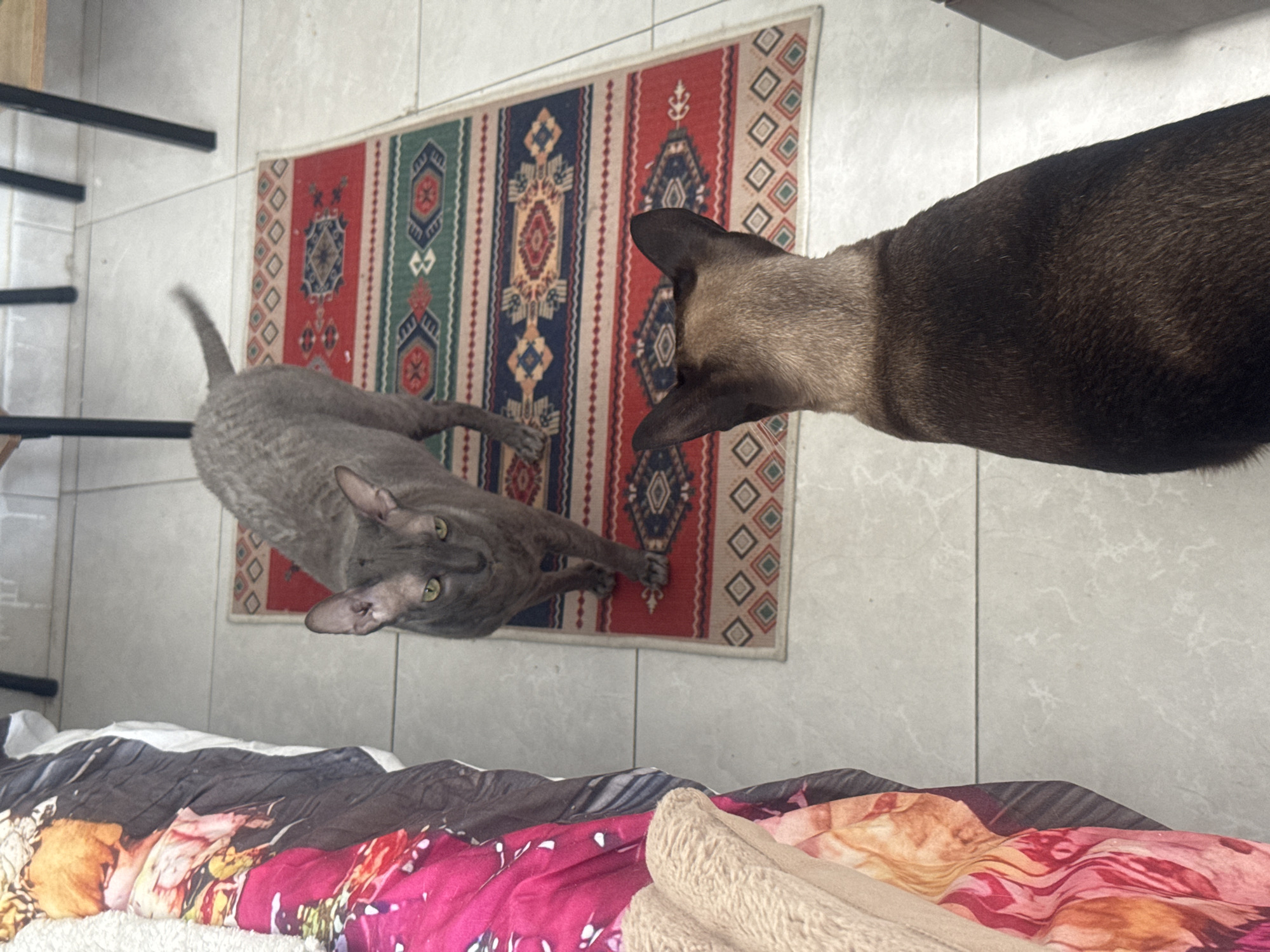 Two domestic cats are in a room with tiled floors. On the right side of the image, a dark brown cat faces away from the camera, looking towards a gray cat standing on a small, patterned rug. The gray cat is facing the camera with its green eyes looking directly into the lens. The room appears to be a residential space, possibly in Ramat Gan, Israel, indicated by the common tiling and furniture visible in the background. The overall scene suggests a moment of quiet observation between the two animals.