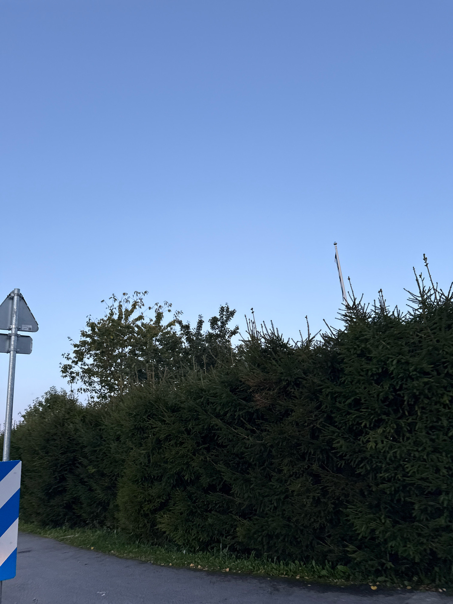 This is a vertical, medium-distance, eye-level shot of a dense evergreen hedge along a paved road. The sky is clear and a pale blue. A gray, triangular road sign with a white border and a white arrow pointing to the left is mounted on a metal pole on the left side of the image. Below the sign, the pole is marked with diagonal blue and white stripes. The hedge is dark green and appears to be composed of spruce or fir trees. Behind the hedge, sparse deciduous trees with sparse green foliage are visible, along with a flag on a flagpole. The road is dark gray asphalt, and a thin strip of grass and fallen leaves runs along the edge of the hedge. The lighting suggests it is either early morning or late evening. The location is Alliku, Estonia.