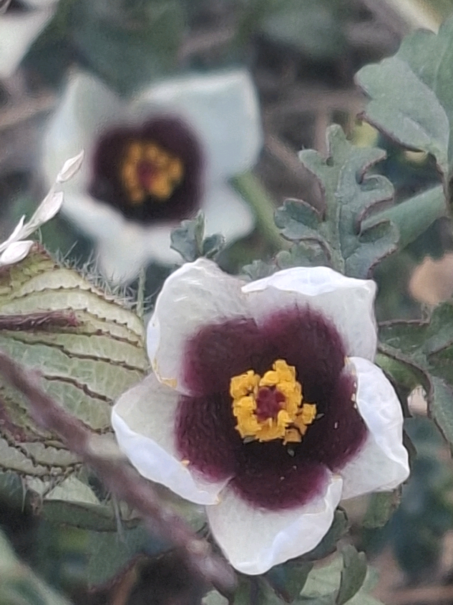 The image displays a close-up of a flower with white petals and a deep purple center, adorned with yellow stamens. The flower appears to be growing outdoors, possibly in a garden or natural setting, with blurred green foliage in the background. There is another similar flower in the background, out of focus. A spiky green pod-like structure is visible to the left of the main flower, partially obscuring it. The lighting suggests it may be daytime, with diffused light. The image does not contain any people or identifiable landmarks. Therefore, it is not possible to determine its location within the city of Almaty, Kazakhstan, based solely on this image.