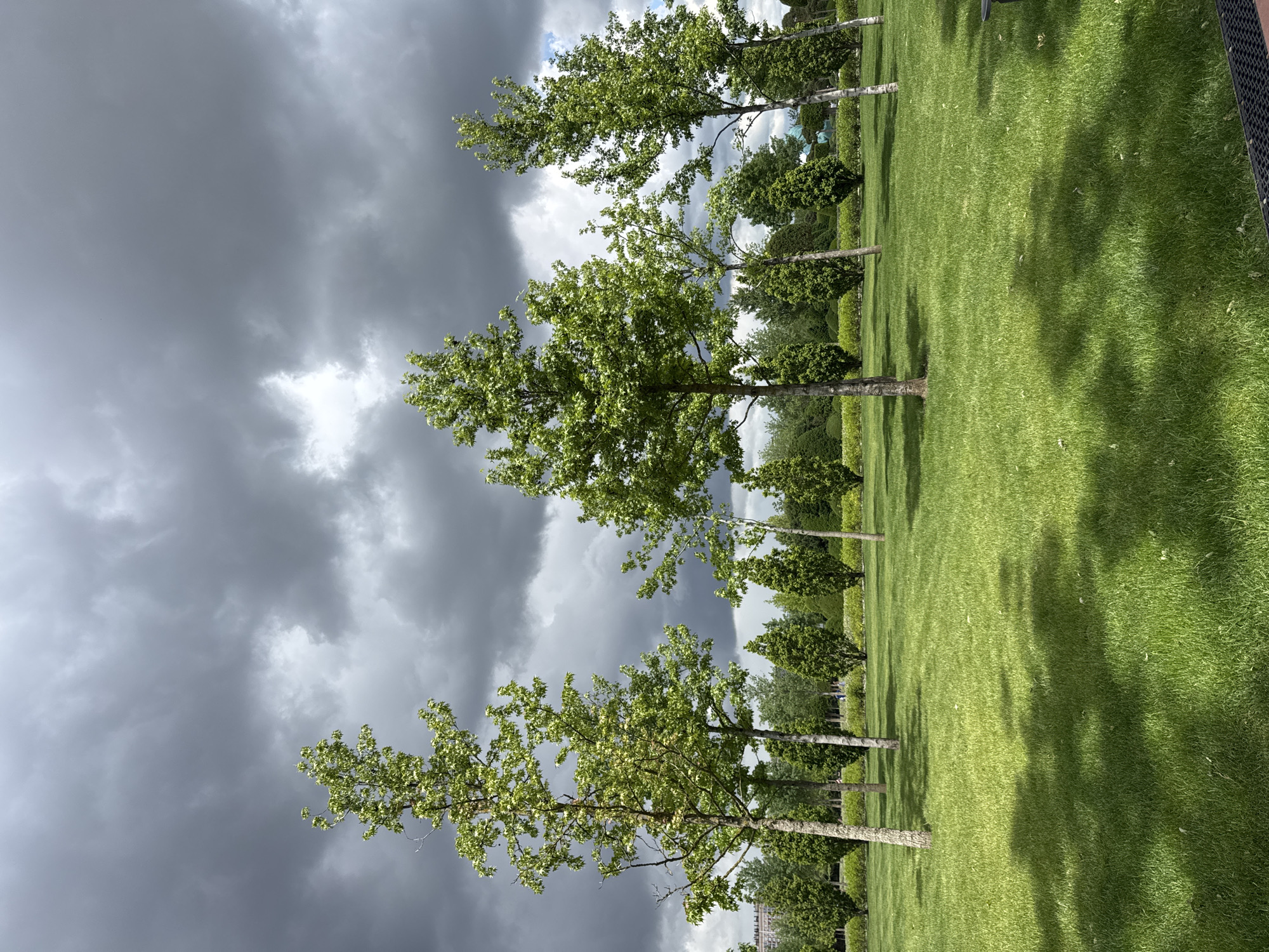 A photograph depicts a landscape with green grass and a line of trees under a cloudy, overcast sky. The trees are evenly spaced and appear to be relatively young. The grass is neatly manicured, suggesting a park or garden setting. The sky is filled with dark, ominous clouds, hinting at an impending storm. The location is Krasnodar, Russia.