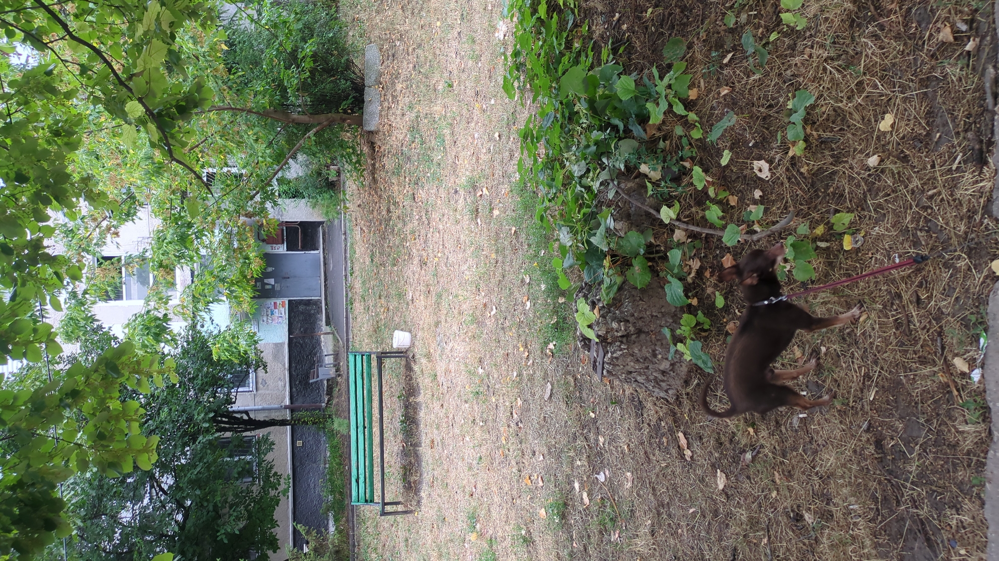 In Chișinău, Moldova, a small, brown dog on a leash stands on a patch of dry grass near a tree stump with green foliage. In the background, a green park bench sits in front of a building with a gray lower facade and a light-colored upper facade. A white bucket is placed to the right of the bench. The scene appears to be an outdoor residential area.
