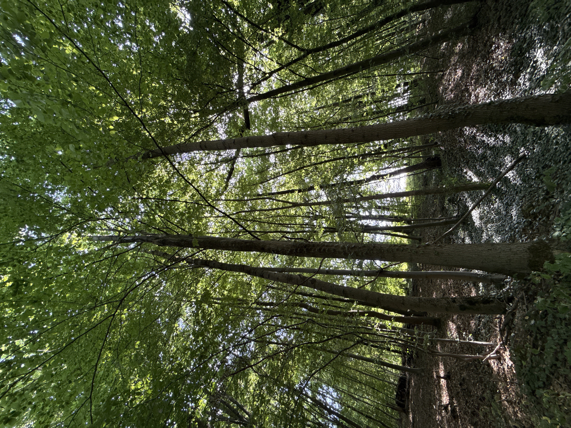 This is a low-angle shot looking up through the canopy of a dense forest in Walkenried, Germany. The image captures a perspective from the forest floor, with tall trees dominating the frame and their leaves forming a thick green ceiling. Sunlight filters through the leaves, creating dappled patterns of light and shadow on the ground. The forest floor is covered in fallen leaves and low-lying vegetation, with some areas showing a carpet of green ground cover. The tree trunks are varied in thickness and texture, with some appearing smooth and others rough. The overall impression is one of a vibrant, sun-drenched woodland. There are no people or animals visible in the image.