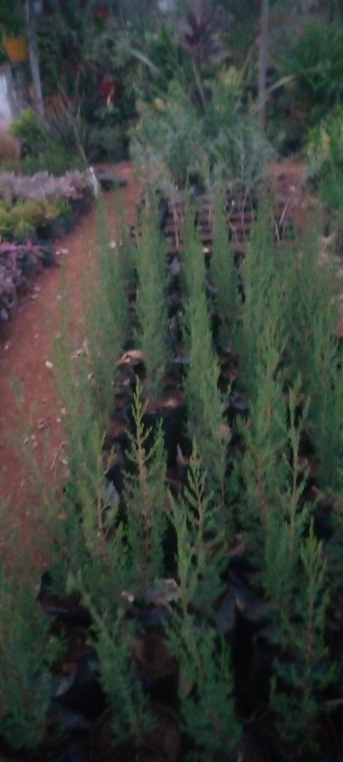 The image displays a close-up view of a plant nursery, likely located in Kenol, Kenya. The primary subjects are numerous young, slender evergreen plants, resembling conifer saplings, neatly arranged in rows in the foreground. These plants are housed in individual black plastic nursery bags, indicating they are being grown for sale or transplantation. Their foliage is a fresh green, with delicate, feathery branches extending upwards.
The background is softly blurred, revealing more of the nursery environment. Various other potted plants and general foliage are visible, suggesting a diverse collection beyond the evergreen saplings. Faint glimpses of different plant types, including some with broader leaves and reddish tones, can be seen, along with what appears to be a yellow hanging pot in the upper-left background. The ground visible beneath and between the plants is a reddish-brown earth, characteristic of soil paths or cultivation beds.
The lighting is soft and dim, with no strong shadows, suggesting either an overcast day, or the photograph was taken during the early morning or late afternoon. There are no people visible in the scene, and no specific activity is taking place beyond the static arrangement of the plants. No visible text is present in the image. The scene conveys a sense of organized plant cultivation within a nursery setting.