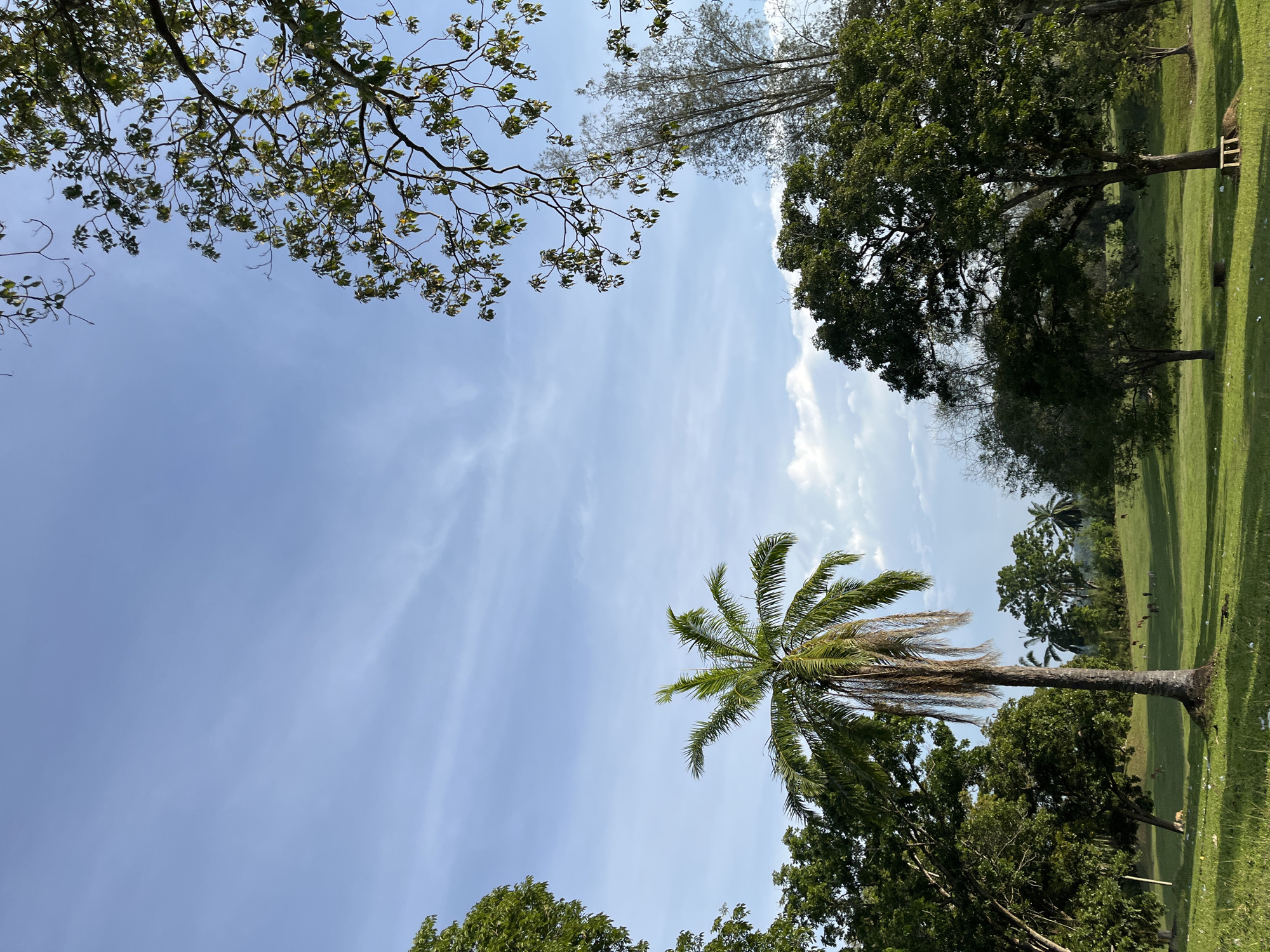 The image captures a serene landscape in Sukaramai Dua, Indonesia, dominated by lush greenery under a pale blue sky dotted with wispy clouds. In the foreground, a mature palm tree stands tall, its fronds fanning out against the sky. Surrounding it are various trees with dense foliage, some casting shadows on the neatly manicured grass. In the middle ground, a herd of deer grazes peacefully on the undulating green field, their forms small against the expansive landscape. In the background, more trees and distant hills form a soft horizon. The overall scene evokes a sense of tranquility and natural beauty, characteristic of the Indonesian countryside.