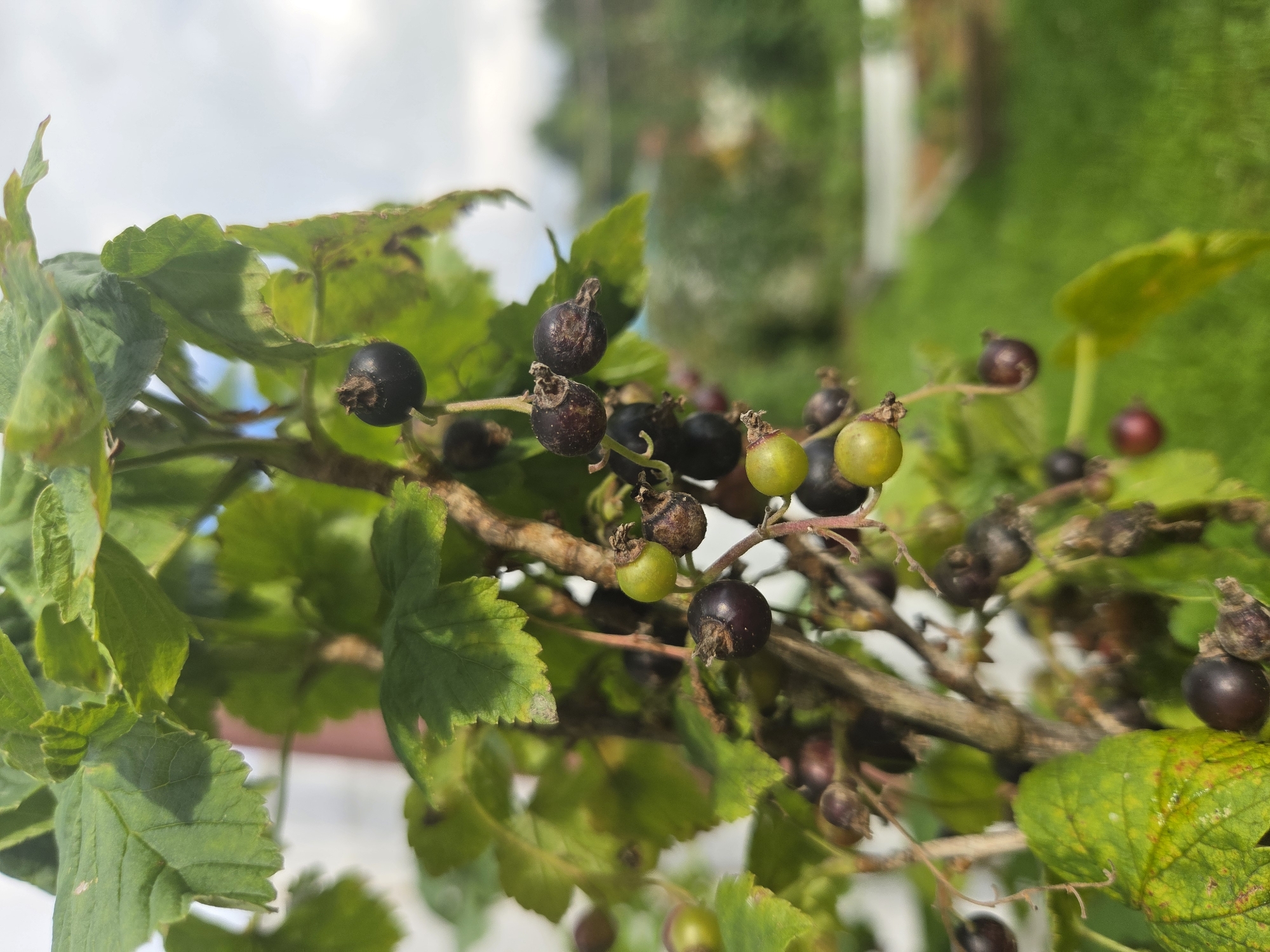 The image shows a close-up of a currant bush with ripe and unripe berries. The berries are mostly dark purple, with some appearing green. The leaves of the bush are a vibrant green, with some showing signs of minor damage. The background is blurred, suggesting an outdoor setting with a green grassy area and a hint of buildings in the distance. The image appears to be taken in the city of Frolovo, Russia, given the provided context. There are no people visible in the image, and no specific actions are depicted. The focus is on the natural elements of the currant bush.