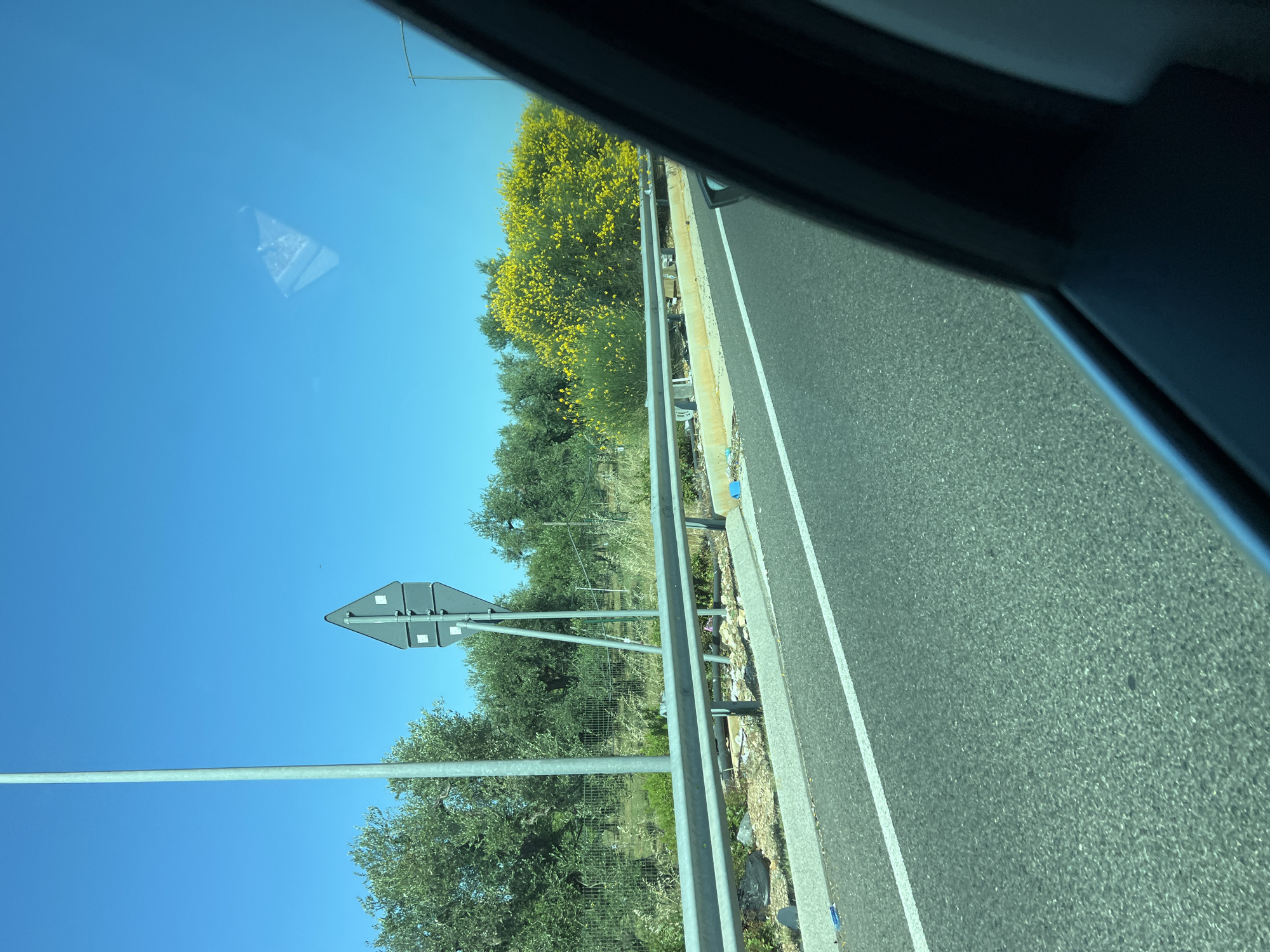 The image displays a daytime view from inside a moving vehicle on a road in Palo del Colle, Italy, under a clear, bright blue sky. On the left, a tall, slender silver pole extends vertically, partially obscuring olive trees with dark green foliage. Adjacent to the trees, the grey, diamond-shaped back of a road sign is visible, secured by two metal posts and featuring several small white rectangular stickers. A metal guardrail runs horizontally across the mid-ground, separating the asphalt road from the unkempt shoulder. Below the guardrail, the ground is covered with dry vegetation, dirt, and scattered litter including blue and white plastic debris and a black bag. To the right of the guardrail, large bushes with numerous bright yellow flowers are prominently featured. The immediate foreground shows a section of dark asphalt road with a solid white line. The upper right portion of the image reveals a partial view of a car's dark interior window frame and a side mirror, with a faint, triangular reflection visible in the sky above.