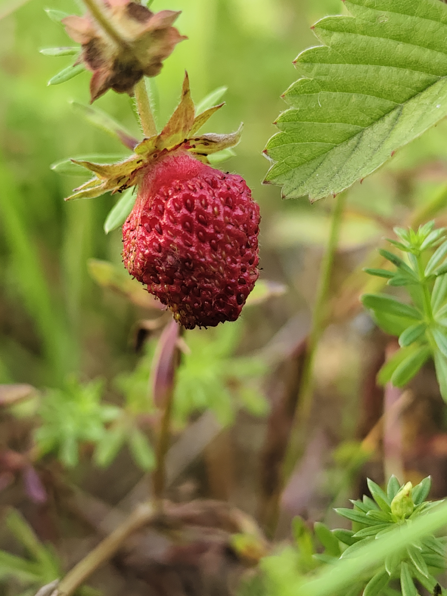 A macro photograph captures a single wild strawberry hanging from its stem amidst lush green foliage. The strawberry is a vibrant red, its surface textured with numerous small seeds. The sepals beneath the fruit are green and pointed, with some reddish-brown tinges. Above the strawberry, other parts of the plant are visible, including withered brown flower remnants and a fuzzy stem. To the right of the strawberry, a portion of a larger green leaf with serrated edges and prominent veins is visible, extending into the frame from the upper right corner. The background is a soft blur of green and brown, suggesting a natural outdoor setting, likely a garden or woodland floor. Several small, bright green leaves with a star-like formation are present in the lower right and mid-ground, adding depth to the scene. The lighting appears soft and diffused, hinting at an overcast day or perhaps early morning or late afternoon. There is no visible text. The image conveys a sense of delicate natural beauty and the quiet growth of a small wild fruit. The setting is implied to be in Russia, specifically Sudak.