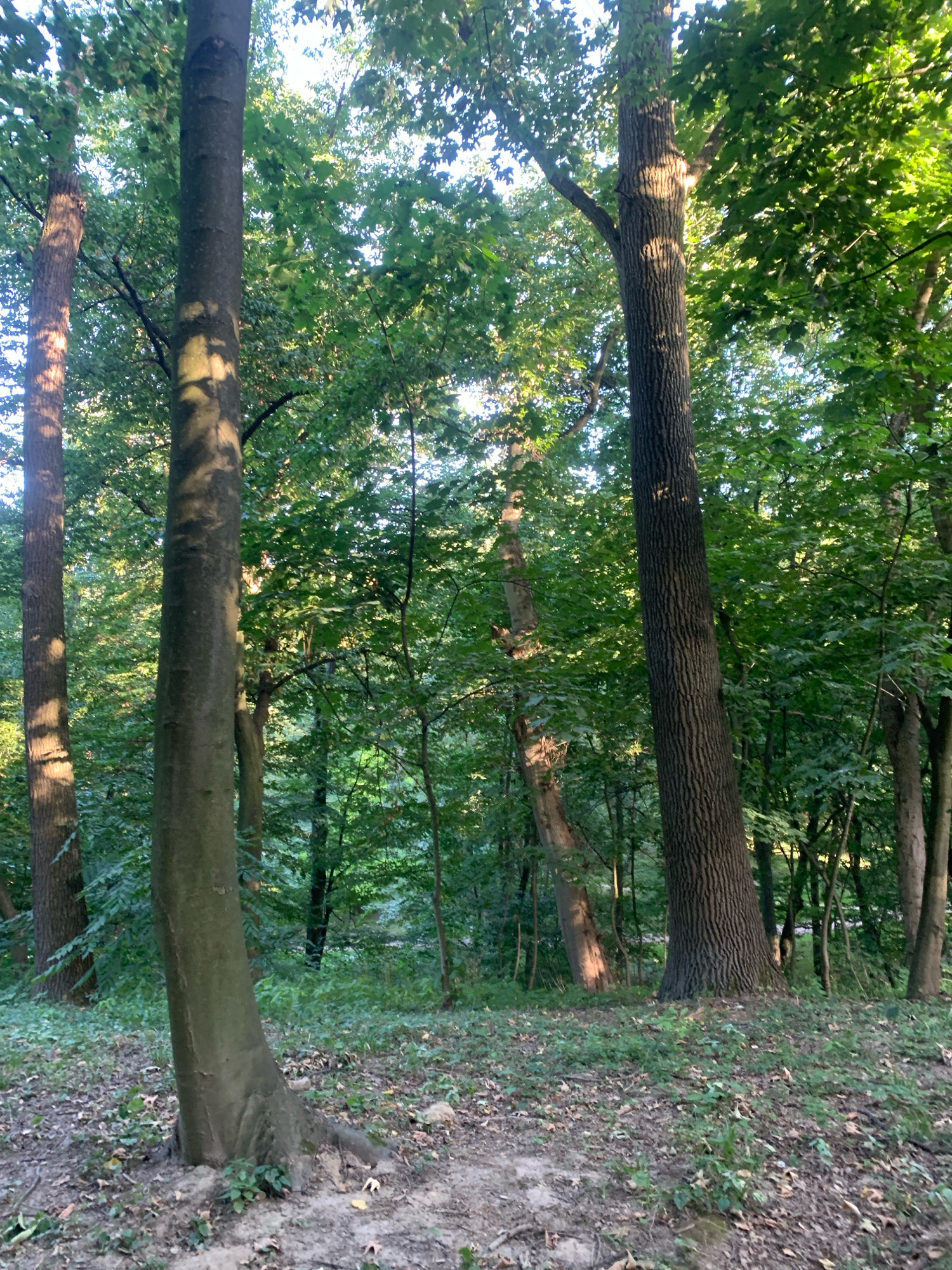The image depicts a forest scene, likely in the city of Lviv, Ukraine, characterized by tall trees and dense foliage. In the foreground, a large tree trunk with rough bark dominates the center-left, with sunlight casting dappled shadows on its surface. To its left, another tree with a textured trunk is visible. The ground is covered with fallen leaves and patches of green vegetation. In the background, a variety of trees with lush green leaves create a dense forest canopy, with sunlight filtering through, creating a bright and airy atmosphere. The overall impression is one of a natural, wooded environment. There are no people or animals visible in the image.