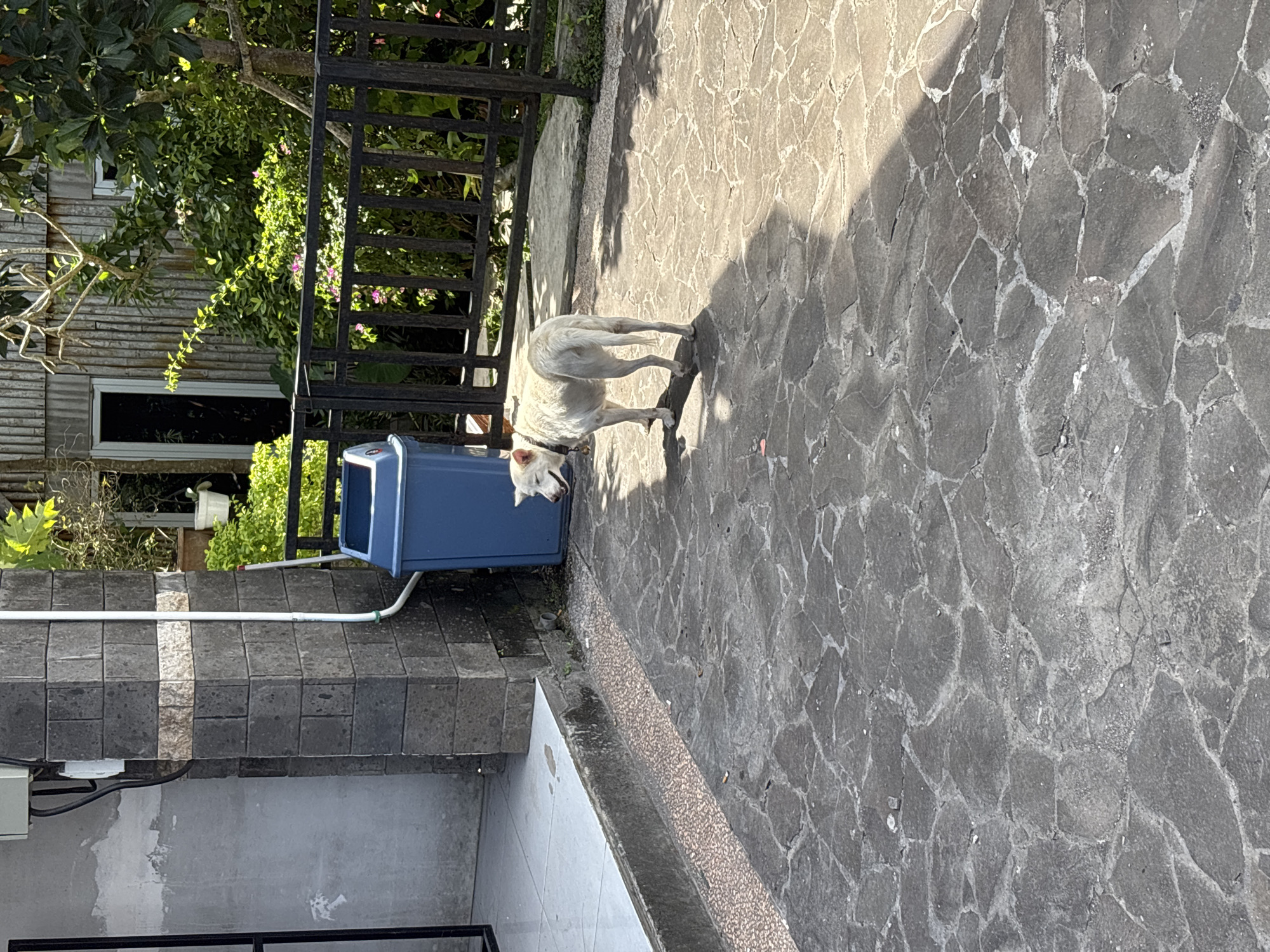 The image shows an outdoor setting in Kuta Selatan, Indonesia. A light-colored dog is standing next to a blue trash can near a building and a stone-paved walkway. The building is constructed with grey brick/concrete and has some white elements. A black metal fence is situated behind the trash can and dog, separating the paved area from greenery, including trees with purple flowers. The sun is shining, casting shadows on the stone walkway.