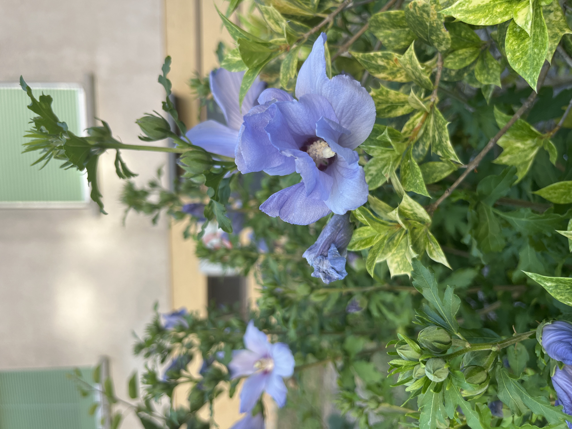 This close-up, eye-level shot captures a cluster of blue hibiscus flowers in bloom, set against a blurred background of a building and foliage. The flowers, in various stages of opening, display delicate lavender-blue petals with a prominent stamen. One fully bloomed flower is in sharp focus in the foreground, its intricate details clearly visible. The surrounding leaves are a mix of deep green and variegated yellow-green. In the background, a neutral-toned building with a light green window shutter is partially visible, suggesting an urban setting. The scene is likely situated in Geneva, Switzerland, given the context. There are no people or animals present in the image.