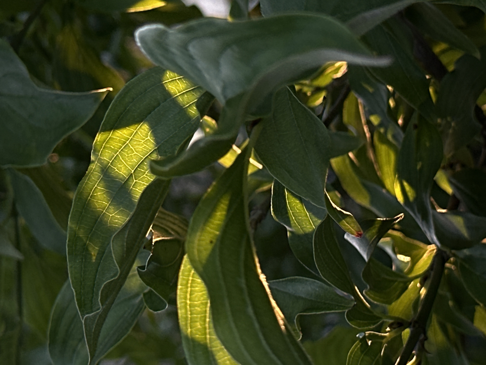 The image provides a close-up view of abundant green foliage, likely from a tree or large shrub. Numerous leaves, varying in shades of dark to medium green, dominate the frame. Many of the leaves are backlit by a warm, golden light, which intensely illuminates their translucent surfaces and highlights their intricate vein patterns, particularly on a prominent leaf in the lower left foreground. This strong backlighting casts deep shadows across other leaves and into the dense foliage, creating a dynamic interplay of light and dark. The edges of some leaves glow brightly where they catch the sun's rays.
The scene captures a natural, static moment, emphasizing the organic forms and textures of the plant life. The quality and angle of the light strongly suggest either early morning or late afternoon, commonly referred to as the golden hour, indicating a sunny day. There is no activity taking place, nor are there any people or artificial objects visible. The background is softly blurred, focusing attention on the detailed leaves in the foreground. No text is visible in the image. The location context for this natural setting is Slavyani, Bulgaria.