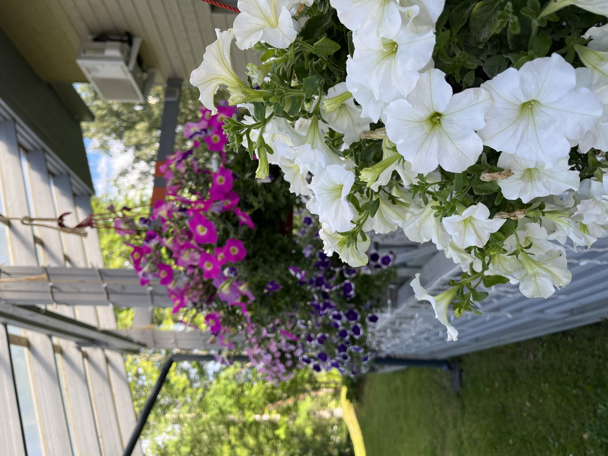 The image depicts a close-up view of hanging flower baskets filled with white and purple petunias, cascading over a white railing. In the background, trees and a building with an air conditioning unit are visible. The scene is outdoors, suggesting a residential or public space, likely a porch or patio area. The time of day appears to be daytime, with natural light illuminating the flowers. No people are present in the image. The image appears to be taken in the city of Snt. Veteran, Russia, based on the prompt's context.