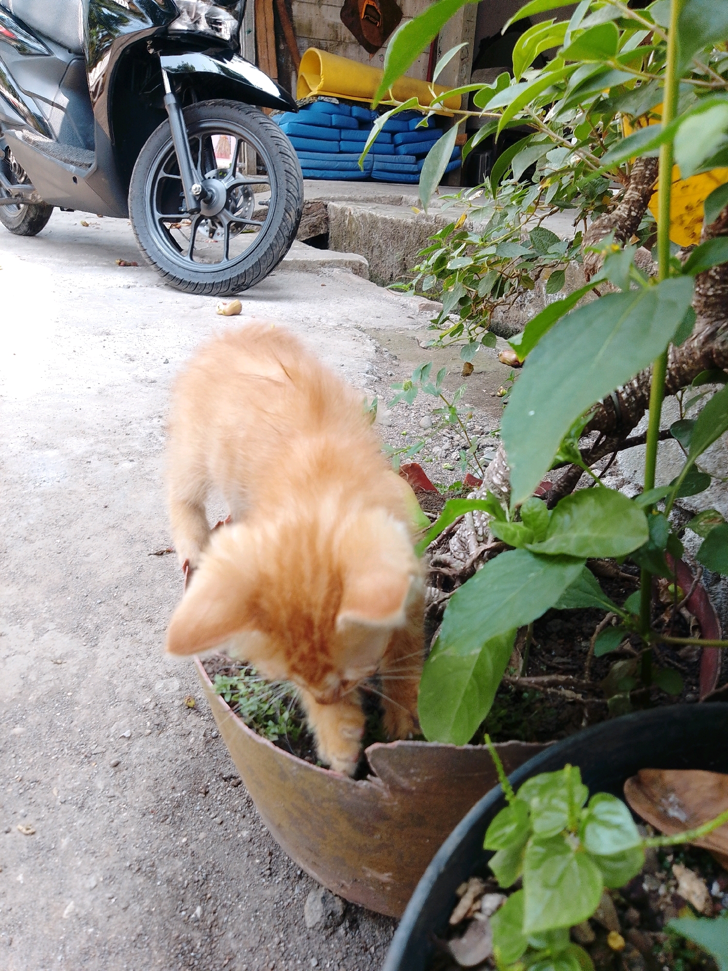 An orange tabby kitten is captured from a low angle, its body angled towards a weathered, oval planter. The kitten's head is down, appearing to investigate something within the planter, which contains small green plants and soil. To the left of the planter, a motorcycle is parked, its front wheel prominently visible with a black rim and tire. The motorcycle is black with silver accents. The ground is concrete with scattered debris. In the background, blue and yellow rolled mats are stacked near a concrete structure, suggesting an outdoor area in Cikal, Indonesia. Green foliage from a nearby plant partially obscures the view of the background and the kitten.