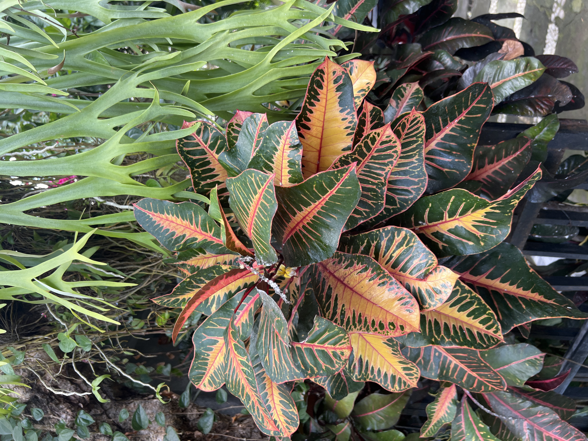 A close-up shot captures a vibrant Croton plant with its colorful, variegated leaves in the foreground. The leaves are predominantly dark green with striking veins of yellow and red radiating outwards. Behind the Croton, a lush green Staghorn Fern drapes downwards, its antler-like fronds adding a different texture and form to the scene. The background hints at a rocky or moss-covered surface, possibly a wall or tree trunk, entwined with delicate vines and aerial roots. A black metal fence is partially visible at the bottom, suggesting an outdoor setting. The overall impression is one of lush, tropical foliage. This scene could be found in a garden or botanical setting in North Kuta, Indonesia, a region known for its rich plant life and humid climate. There are no people or animals visible in the image.
