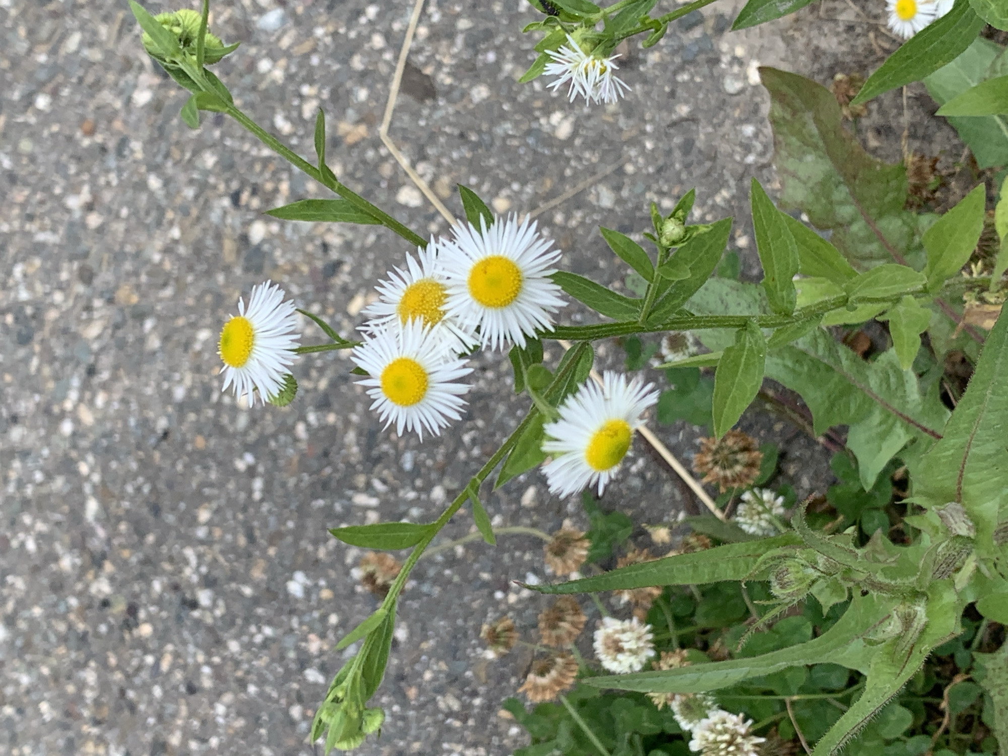 The image displays a cluster of small daisy-like flowers with white petals and yellow centers, growing amongst green foliage against a gray, pebbled background, likely asphalt. Several of the flowers are in full bloom, while others appear as buds or are partially withered. The overall scene is an outdoor natural setting, likely a roadside or sidewalk, in an unspecified location within the city of Unknown, Unknown. The lighting suggests it is daytime, with natural light illuminating the subjects. There are no people or animals visible in the frame.