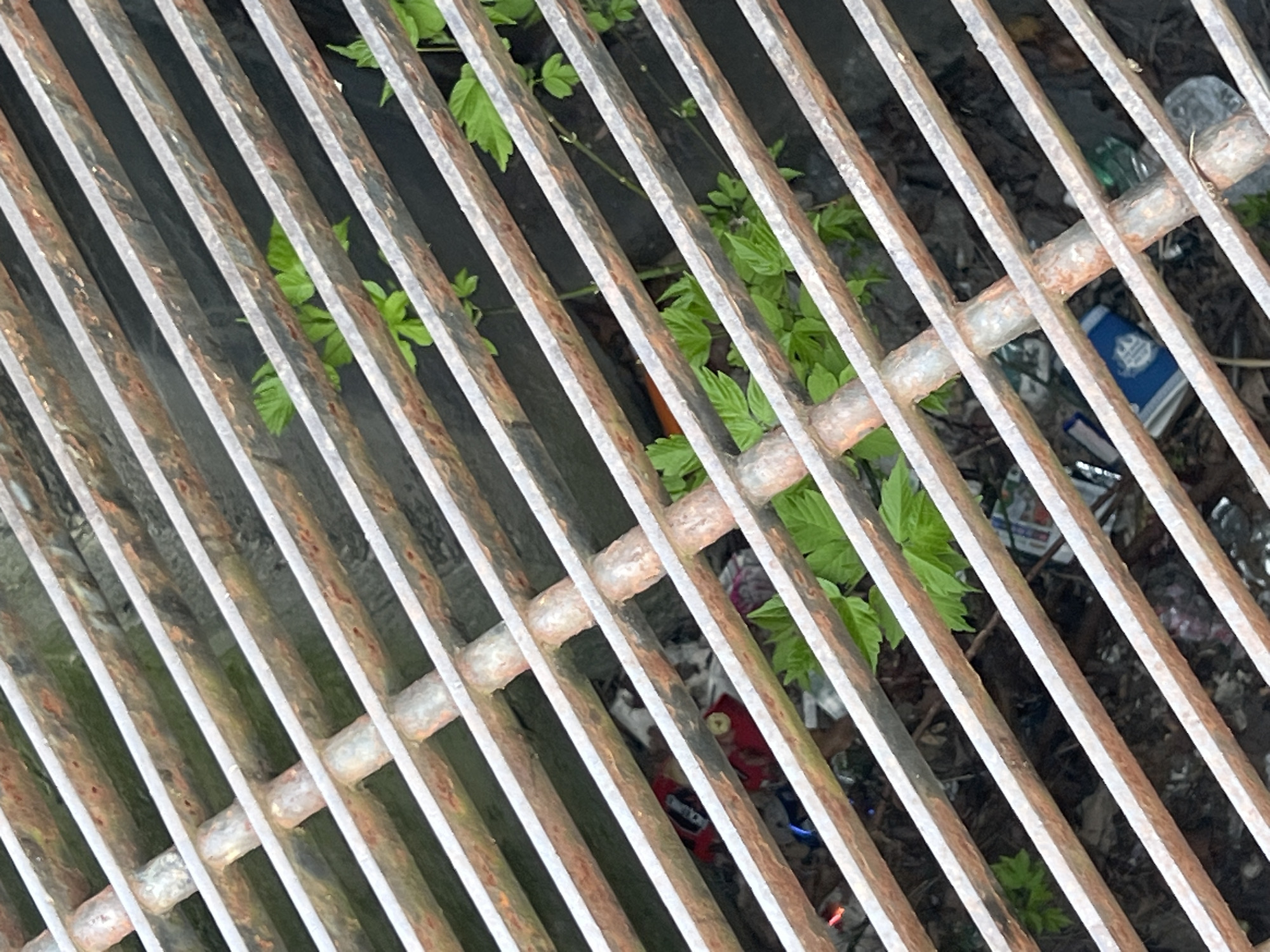 The image depicts a close-up view of a metal grate, likely a storm drain cover, with litter and some vegetation visible beneath it. The grate is composed of parallel bars and perpendicular supports. Debris such as a blue and white carton, a red and black wrapper, and other indiscernible trash are scattered below the grate. Green plants are growing through the openings. The location appears to be outdoors in an urban environment within the City of Newburgh, United States of America.