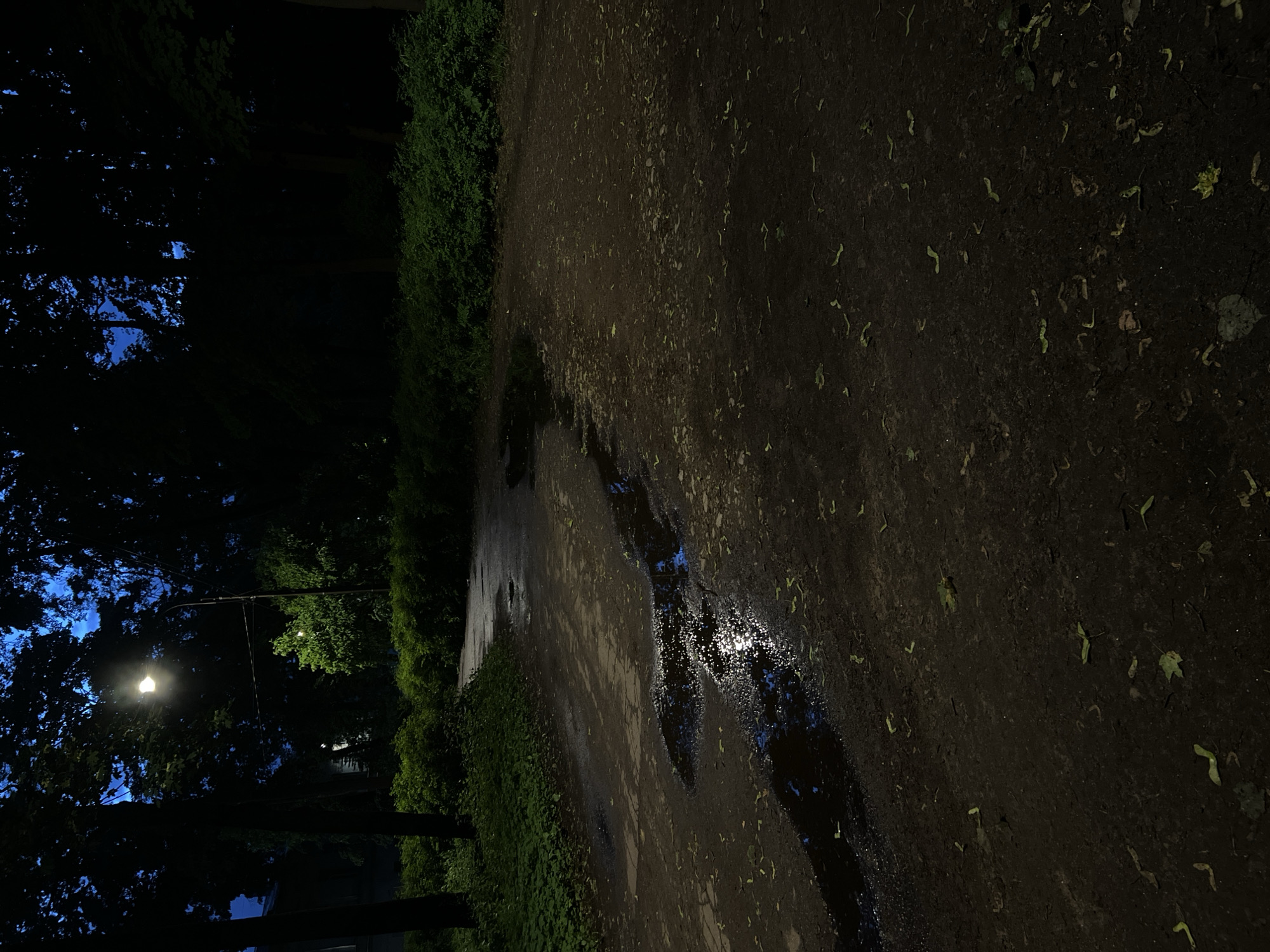 This is a nighttime photograph of a path with puddles, illuminated by a streetlamp. The path appears to be made of asphalt or a similar material and is wet, reflecting the light from the streetlamp. There are scattered leaves on the path. The path is surrounded by dense greenery and trees, with the dark silhouette of foliage against a deep blue night sky. A streetlamp on a pole casts a bright, warm light on the scene. The environment suggests a park or a tree-lined street in Saint Petersburg, Russia, possibly after rain. There are no people or animals visible in the image.